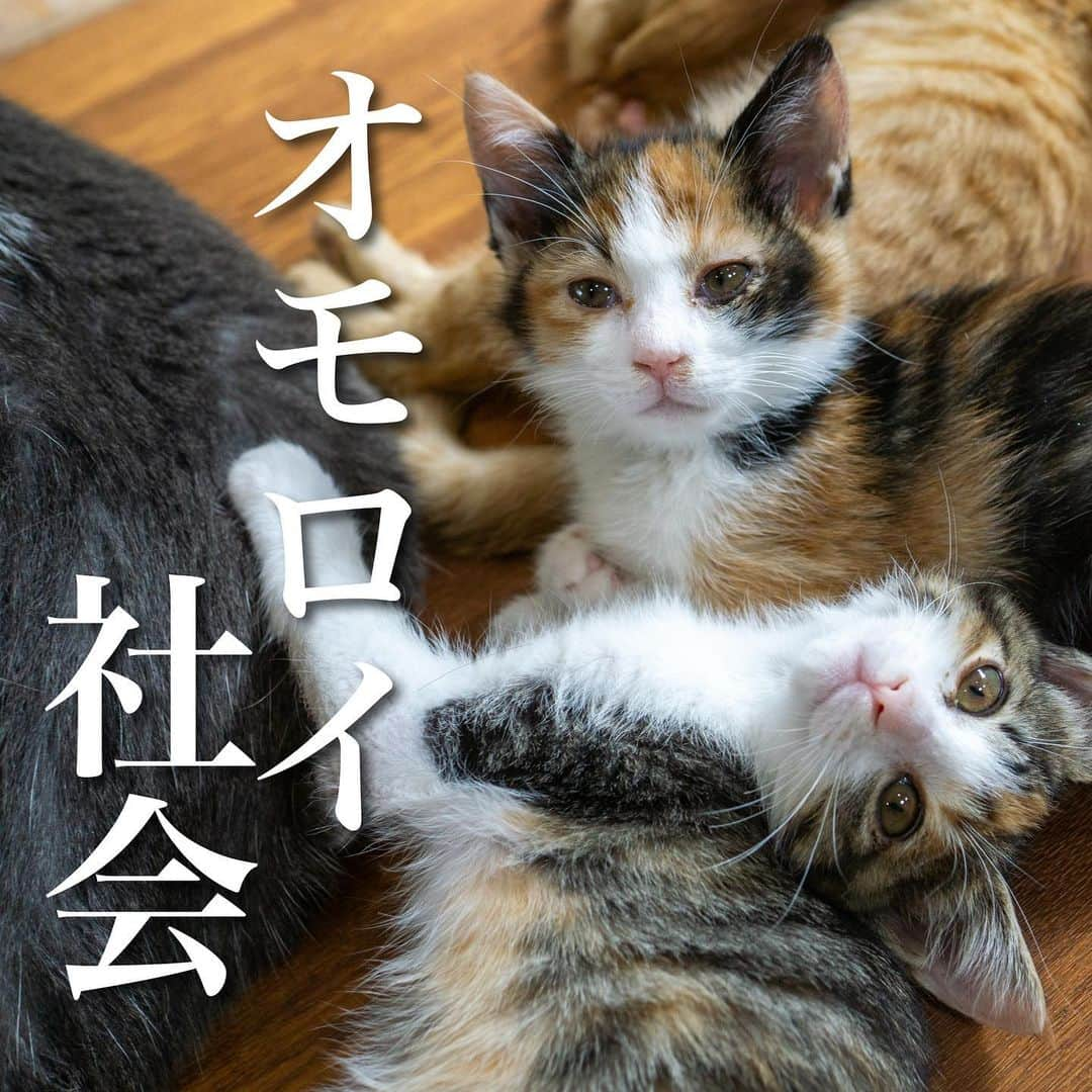 猫カフェきぶん屋のインスタグラム：「オモロイ社会をつくろう  2日前の投稿で今年一番の自分の中でしっくりくる言葉が出てきました。  【それぞれがこうした方が良いという案を出し合って、より良い案にしていくことが民主主義の醍醐味。 反対意見を伝えることも醍醐味の一つ。 しかし、罵声、恐喝の飛び交うだけのやり取りはクソおもんない民主主義になります。】 と、書いたのですが社会ってまだまだ伸び代があるのではないかと。  賛成派がいて反対派もいて行政がある。 賛成派のベストは反対派のワーストかもしれない。 けれど、賛成派のベターは反対派にもベターかもしれない。 折衷案が必要な時もある。 例えば地域猫活動は僕たちにとってベストではないかもしれないけれど反対派にも納得されやすいベターな案だと個人的に思ってます。 賛成派の意見ばかり聞くと行政は公平な立場として機能せず、逆もまた然り。 うまくバランスを取ってどちらにとってもメリットのある案をみんなで考えていくと良いアイディアにつながる。  どちらにとってもベターな一手は、三人寄れば文殊の知恵と言いますが1.2億人の日本人が寄れば誰かしらが素晴らしいアイディアを出してくることも。 時々、誰にとってもそれええやん！なめちゃくちゃ良い案が出てくるんです。  例えば自販機のデザイン。 以前、車を運転していてコインパーキングから出ようとしたら、お金を支払う機械がものすごい入れにくいところにあって手を伸ばしてギリギリの状態。 50円玉を1枚入れそびれてしまってどこかにコロコロ転がっていってしまって後ろの車がたくさん並んでたので泣く泣くそのまま出庫。 なんであんな入れにくいねん、と思ったことある人も多いのでは。 障害を持つ人も入れやすいようにと開発されたこの小銭の入り口。 僕たちにも入れやすくて助かります。 このデザインを考えた人、良いアイディアの持ち主だなと。  沖縄県の条例の問題、まだまだ過激な言葉で煽る人が多いですが、ただ感情的に反対を伝えても行政の人の立場になるとメールを読むのも嫌になるし動物愛護に関わる人と話したくなくなりますよね。 僕は今回のこの騒動をチャンスと捉えてます。 誰がすこぶる良いアイディアを出すかが楽しみであり、冷静に物事を判断できる人を増やすチャンスでもあり、行政と対話して同じ方向で問題に取り組むチャンスだと思ってます。  どんな問題にしても賛成派や反対派がいて立場によって意見は変わり、違う立場の人を否定したくもなりますが、相手の立場に立ってどうすればお互いが良くなるかを考える。 これができる人が増えればまだまだ世界は面白くなるなと。 心は熱く、頭は冷静に。  カレンダー販売中です、ぜひご注文お願いします🥺 @nekocafekibunya  プロフィールのリンクから進めます‼︎  🙏皆様にお願い🙏  いいねだけでなく、右下の保存ボタンを押してもらえると嬉しいです。  すごい勢いでフォロワーさんが増えて、情報が届けやすくなります。  ベジニャンシリーズ食べて応援してください🍛🍜🍝 https://kenkoshukan.stores.jp/  リラポ申請で10%還元中‼︎  https://relapo.jp/products/shop/kaetemiyou  プロフィールのハイライトから進めます‼️   お店のご来店は完全予約制にしておりますのでメッセージかお電話ください😊 兵庫県宝塚市、阪急小林駅より徒歩6分  #保護猫　#保護猫と暮らす　#保護猫を家族に　#ねこのいる生活　#ねこのいる幸せ」