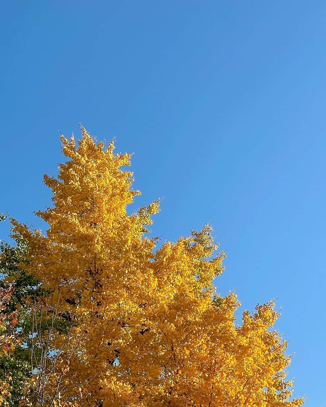 SÜMIREさんのインスタグラム写真 - (SÜMIREInstagram)「. Autumn🍂🍁🤎 . #autumn#autumnvibes#japan#tokyo#dayoff #beautiful#nature#yellow」11月28日 19時24分 - 12_sumiregram_26