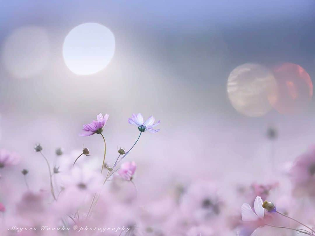 花の写真館のインスタグラム