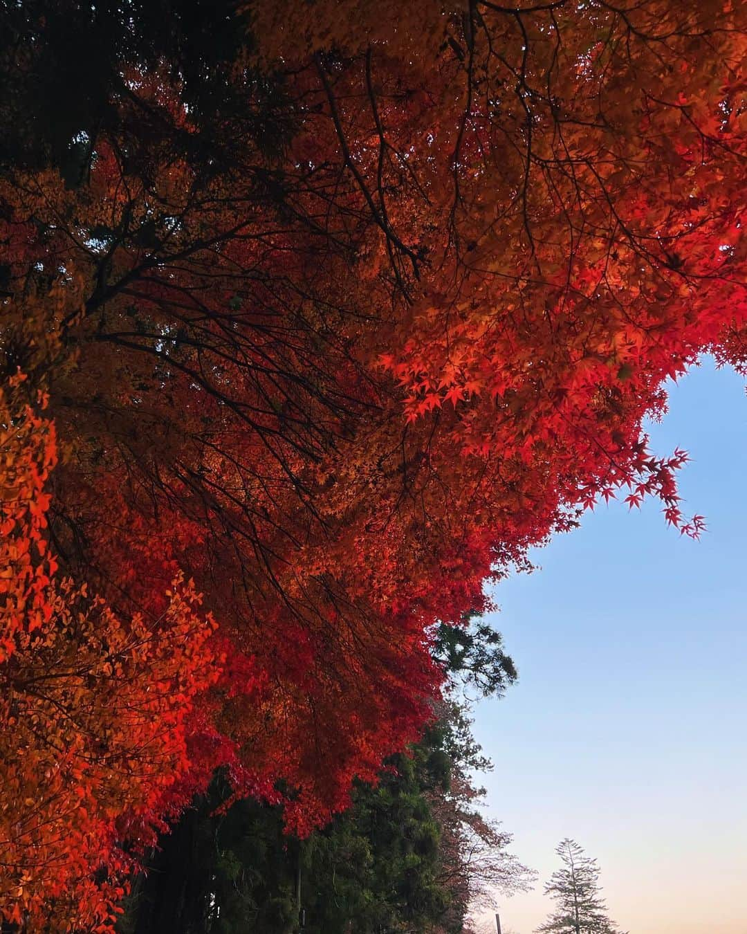 中村アンさんのインスタグラム写真 - (中村アンInstagram)「🍁🟥🍂❤️🦊」11月28日 19時40分 - cocoannne