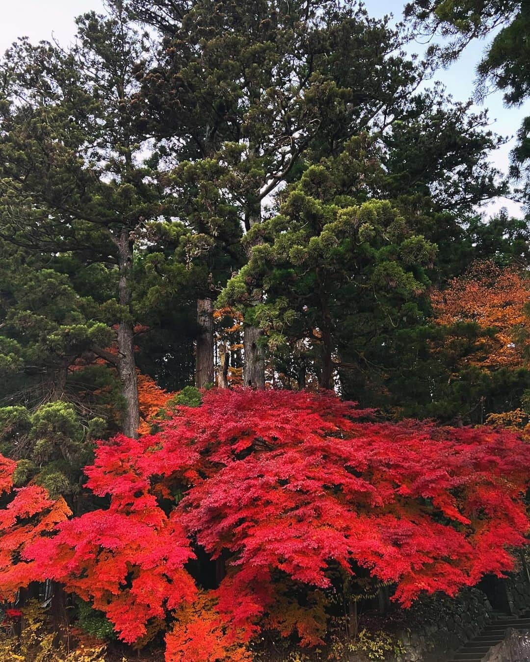 中村アンさんのインスタグラム写真 - (中村アンInstagram)「🍁🟥🍂❤️🦊」11月28日 19時40分 - cocoannne