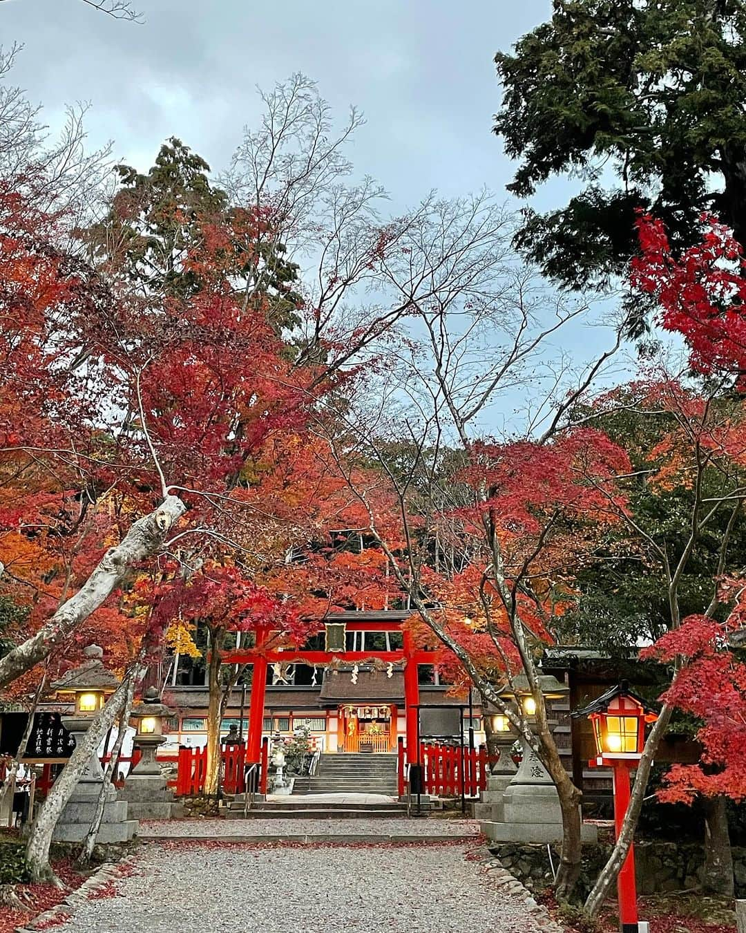 和婚スタイルのインスタグラム：「All maple red Oharano shrine in Kyoto🍁⛩️ We are still available to produce your beautiful Shinto style wedding on weekday only. Please contact us, Wakon style Japan.  #神社挙式 #白無垢 #Shintowedding #japanesetraditionalwedding #shiromuku #shrine #temple #weddingceremonyatJapan #kyotowedding #lgbtq #wakonstyle #buddhistwedding #destinationwedding #weddingphotography #happiestmoment #redtriigate #tokyo #fukuoka #kyoto #kimono #bride #大原野神社  #maple  #fall  #shinto #japantrip #mtfuji #bride’shairstyle #japantrip  #colouredkimono #色打掛」