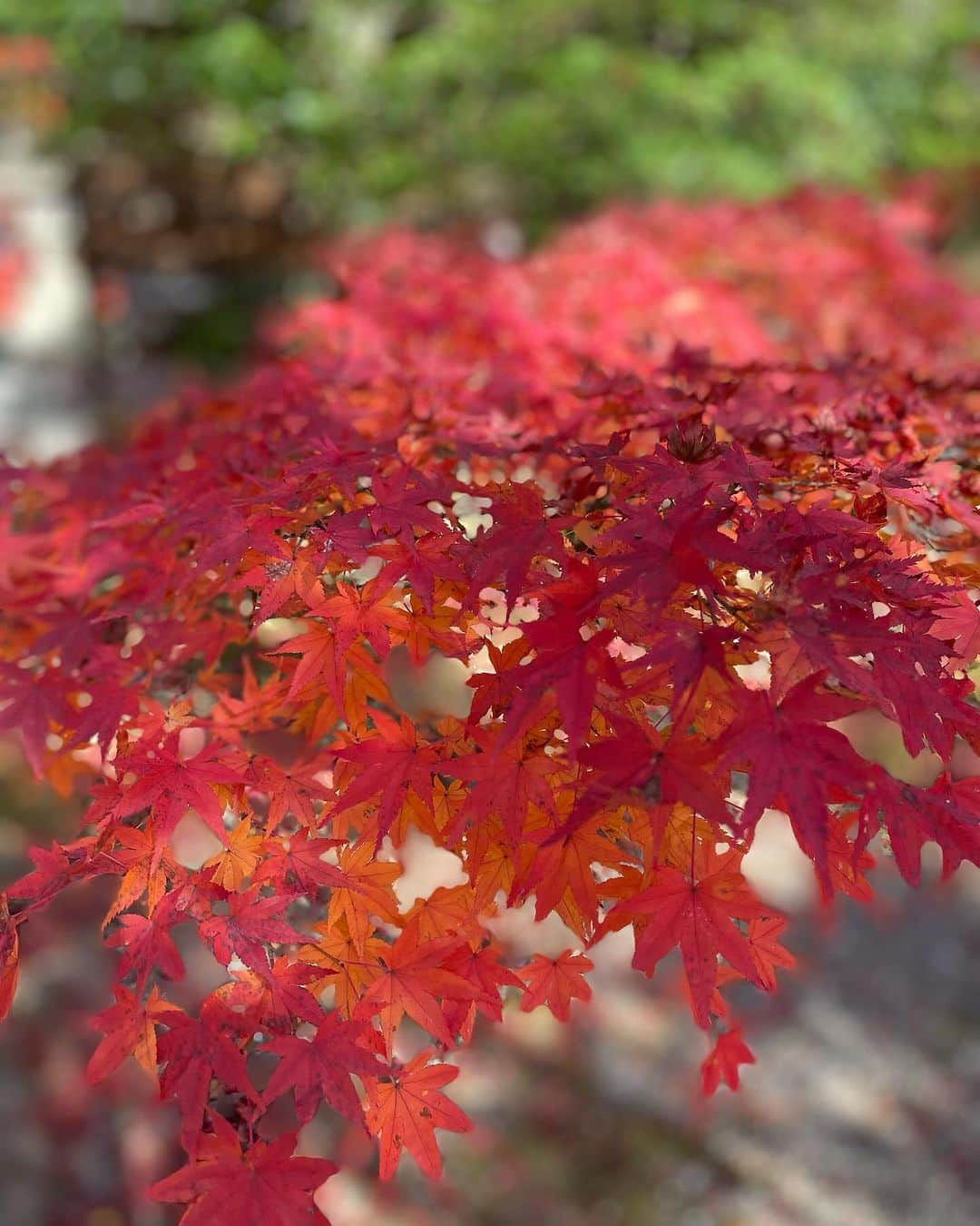 和婚スタイルさんのインスタグラム写真 - (和婚スタイルInstagram)「All maple red Oharano shrine in Kyoto🍁⛩️ We are still available to produce your beautiful Shinto style wedding on weekday only. Please contact us, Wakon style Japan.  #神社挙式 #白無垢 #Shintowedding #japanesetraditionalwedding #shiromuku #shrine #temple #weddingceremonyatJapan #kyotowedding #lgbtq #wakonstyle #buddhistwedding #destinationwedding #weddingphotography #happiestmoment #redtriigate #tokyo #fukuoka #kyoto #kimono #bride #大原野神社  #maple  #fall  #shinto #japantrip #mtfuji #bride’shairstyle #japantrip  #colouredkimono #色打掛」11月28日 19時49分 - wakonstyle