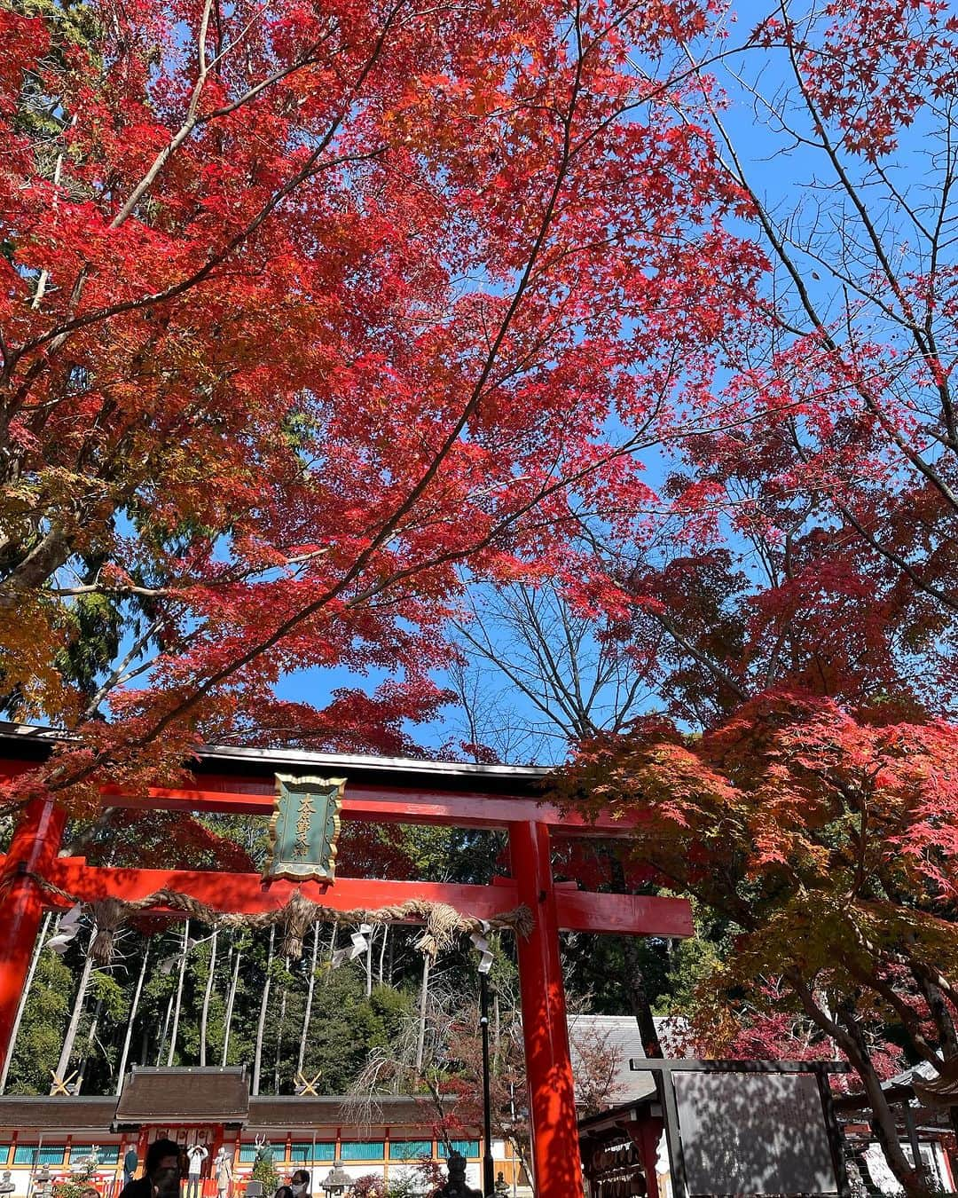 和婚スタイルさんのインスタグラム写真 - (和婚スタイルInstagram)「All maple red Oharano shrine in Kyoto🍁⛩️ We are still available to produce your beautiful Shinto style wedding on weekday only. Please contact us, Wakon style Japan.  #神社挙式 #白無垢 #Shintowedding #japanesetraditionalwedding #shiromuku #shrine #temple #weddingceremonyatJapan #kyotowedding #lgbtq #wakonstyle #buddhistwedding #destinationwedding #weddingphotography #happiestmoment #redtriigate #tokyo #fukuoka #kyoto #kimono #bride #大原野神社  #maple  #fall  #shinto #japantrip #mtfuji #bride’shairstyle #japantrip  #colouredkimono #色打掛」11月28日 19時49分 - wakonstyle