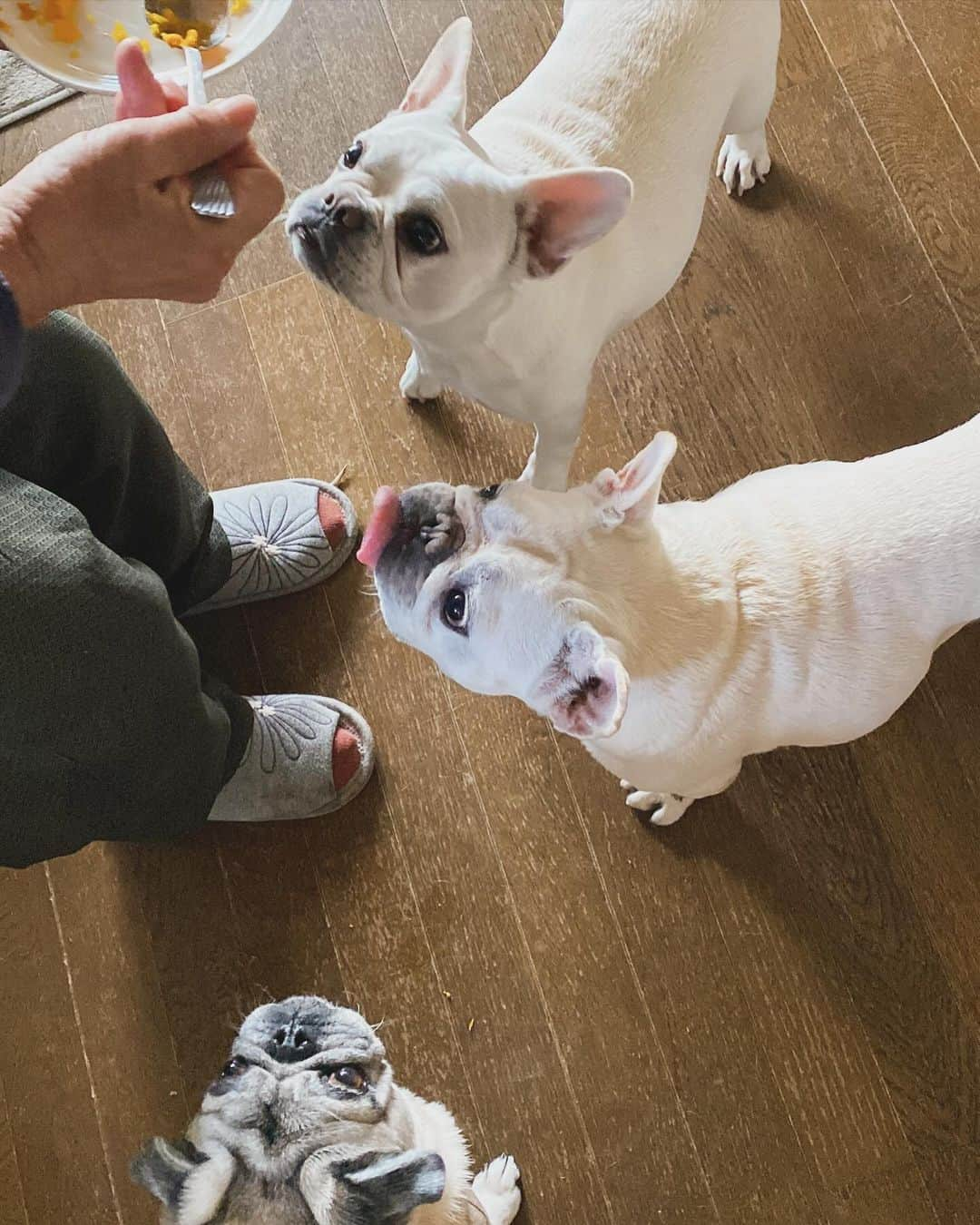 ひぐちにちほのインスタグラム：「今朝はカボチャを雛鳥みたいにいただきました〜  #pug #frenchbulldog #ひぐち猫 #ひぐちお茶目 #ひぐちことぶき #ひぐち万平」