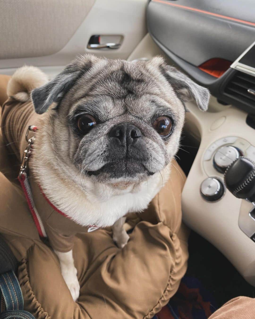 ひぐちにちほのインスタグラム：「今朝の散歩はアレを買いに。  この顔でおわかりだろうか…  #pug #ひぐち猫 #ひぐちお茶目」
