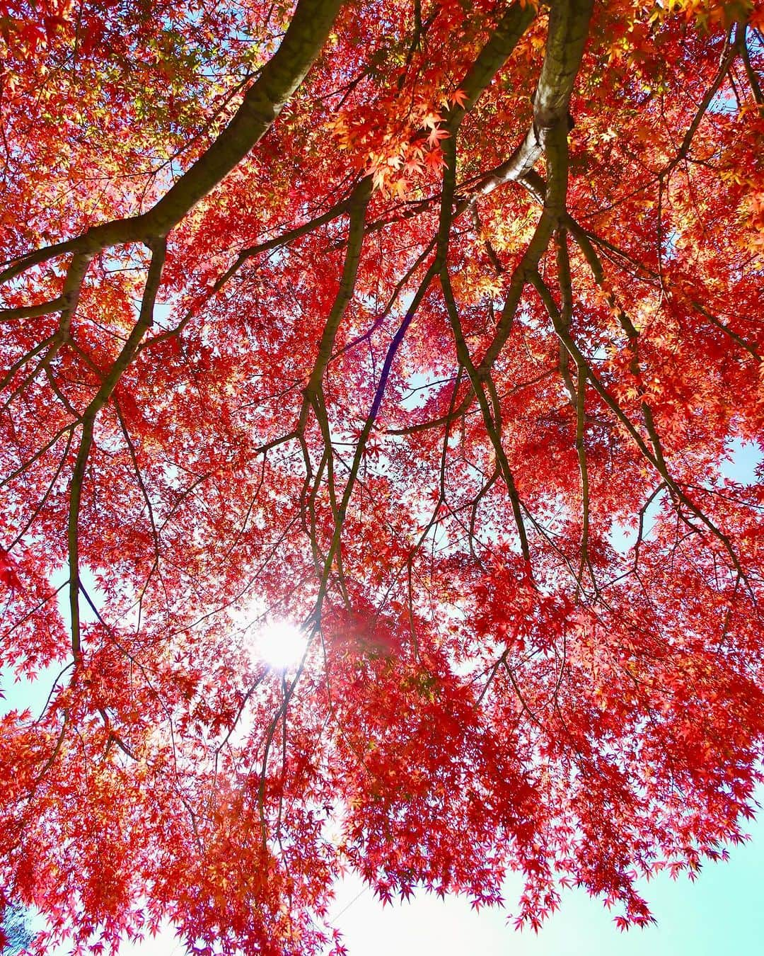 豊大槻のインスタグラム：「Camera: X-H2 27mm f6.3 SS1/500 ISO400 ・ ・ 朝、散歩して見つけたもみじ ・ ・ めちゃくちゃキレイでした ・ ・ #もみじ  #紅葉  #木漏れ日  #伊豆高原  #木々に囲まれて  #風景  #自然  #写真  #写真好きな人と繋がりたい  #カメラマン  #映像クリエイター  #花が好き  #自然が好き  #海が好き  #星空が好き  #癒し  #autumnvibes  #maple  #view  #morningview  #healing  #photo  #tree  #sunlight  #photography  #nature」