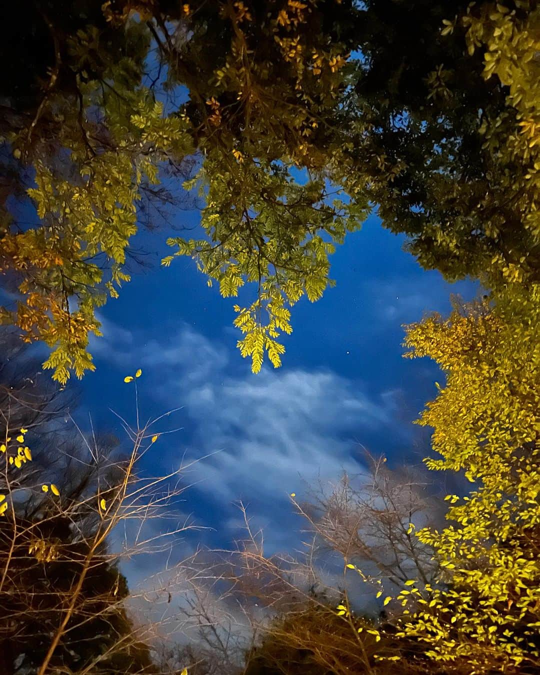 豊大槻さんのインスタグラム写真 - (豊大槻Instagram)「Camera: iPhone ・ ・ 秋の夜ってイイ ・ ・ コート着るほどでもなく 丁度いい涼しさがイイ ・ ・ #夜景  #夜空  #ナイトモード  #伊豆高原  #木々に囲まれて  #風景  #自然  #写真  #写真好きな人と繋がりたい  #カメラマン  #映像クリエイター  #花が好き  #自然が好き  #海が好き  #星空が好き  #癒し  #beach  #nightmode  #view  #nightview  #healing  #photo  #tree  #photography  #nature」12月1日 12時00分 - yutakachi