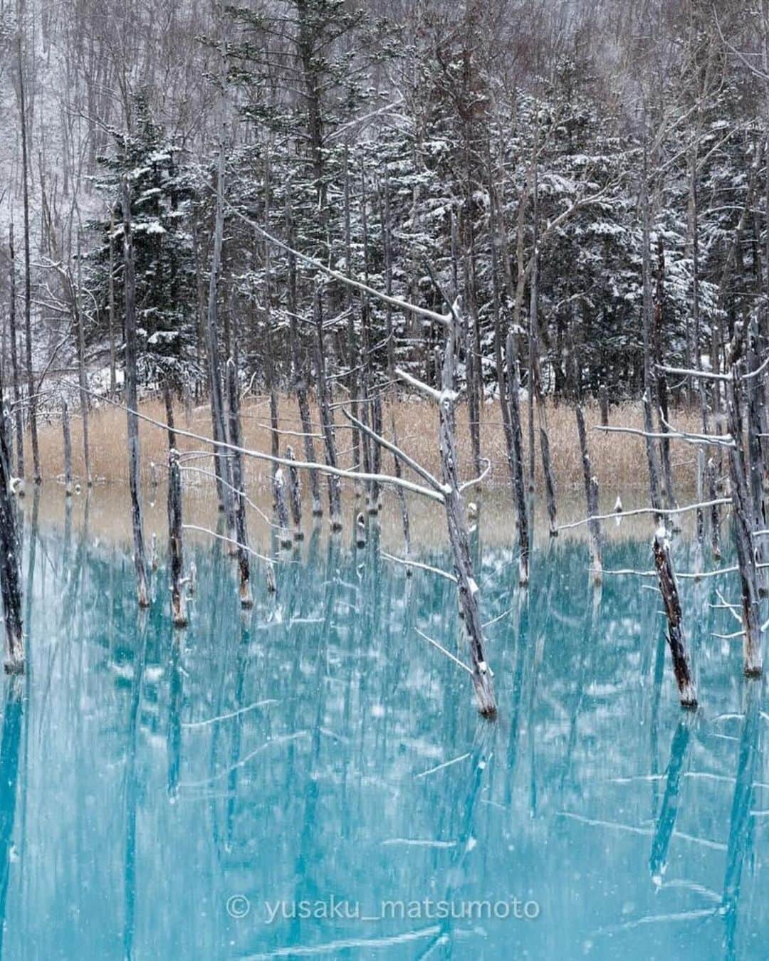エイチ・アイ・エスさんのインスタグラム写真 - (エイチ・アイ・エスInstagram)「＼雪景色に映える青い池❄️／  美瑛にある白金青い池🩵💙  季節ごとに異なる美しさが見られます😊 今回ご紹介のお写真は、 カラマツが雪化粧されとても幻想的❄️✨  …………………………………………………………… 📍 #北海道 #美瑛町  #青い池 📸 @yusaku.matsumoto_photo さん  早朝、青い池の雪。 陽が昇り始め、澄んだ池面が優しい青に染まります。 一瞬の芸術が目の前に広がりました。 ……………………………………………………………  旅先探しのヒントは こちらをチェック▶︎▶︎▶︎ @his_japan  —————— 📷旅のお写真募集中✈️ ——————  皆さんの旅の思い出は、@his_japan OR #his_japan2023 を付けてシェアしてください🙌 過去PICもOKです❗️  集まったお写真は、HISのSNSやオウンドメディアでご紹介🙆‍♀️  #旅の思い出 #国内旅行 #北海道観光スポット #北海道おすすめ #美瑛 #美瑛観光スポット #美瑛おすすめ #次の旅先リスト #旅行好きな人と繋がりたい #写真好きな人と繋がりたい #旅したくなるフォト #旅スタグラム #インスタトラベル #女子旅 #ひとり旅 #カップル旅 #家族旅行 #instatravel #instapassport #photooftheday #instaphotography #worldtravelpics #worldtraveler #japantravelphoto #hokkaidotrip」11月28日 18時00分 - his_japan