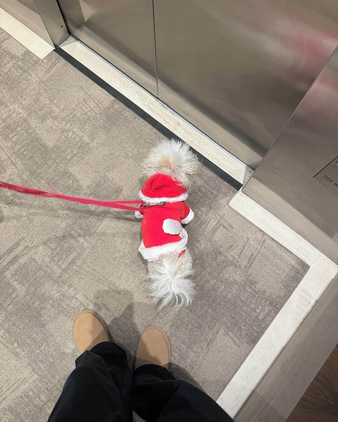 YUKIのインスタグラム：「little Santa 🎅🏼」