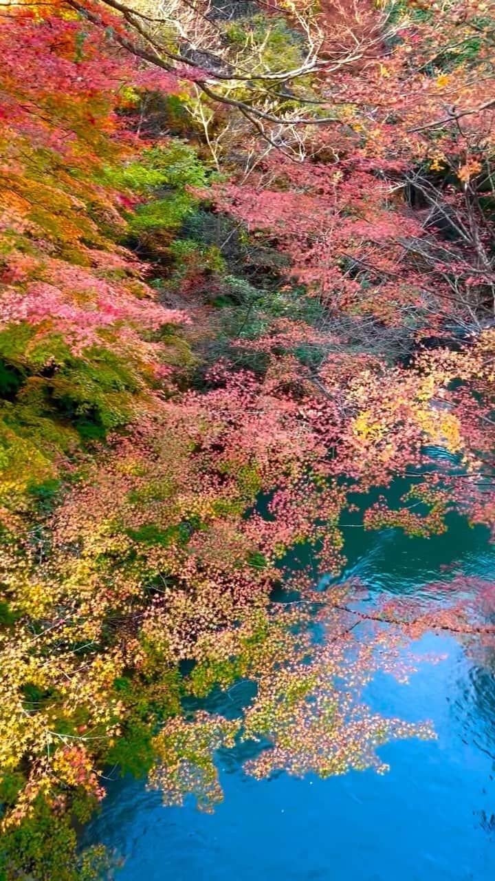 瀬畑茉有子のインスタグラム：「. . 初めての石川県加賀は最高すぎました。 この紅葉の時期にしか見れないこおろぎ橋の景色。 . 一度にこんな沢山の色が見れるなんて贅沢すぎます。 . . まだ間に合うので是非お時間あれば見てほしい。 . . こおろぎ橋から徒歩２分のところにある 有限文化財に指定されてる無限庵で 美味しいお抹茶と手作り和菓子を いただいてみてください🍵 . 古い建物の美しいさと これでお茶をいただくのは緊張してしまうほどの 歴史のある器で美味しいお茶がいただけます。 贅沢すぎて別世界にトリップいたします。 . . 無限庵…. 山中温泉で有名な石川県加賀市山中温泉にある 石川県指定文化財の加賀藩最高の武家書院です。  そのなかに歴史的な茶室や茶道具が残されていて 山中の塗り師前端雅峯が監修し、加賀のお茶文化 を堪能できるカフェ美術館。 . . #japantravel  #ishikawa #autumncolors  #naturephotography  #naturecolors  #紅葉スポット  #石川県  #加賀市 #紅葉 #こおろぎ橋 #無限庵 #有限文化財 #武家書院  #茶室 #加賀茶」