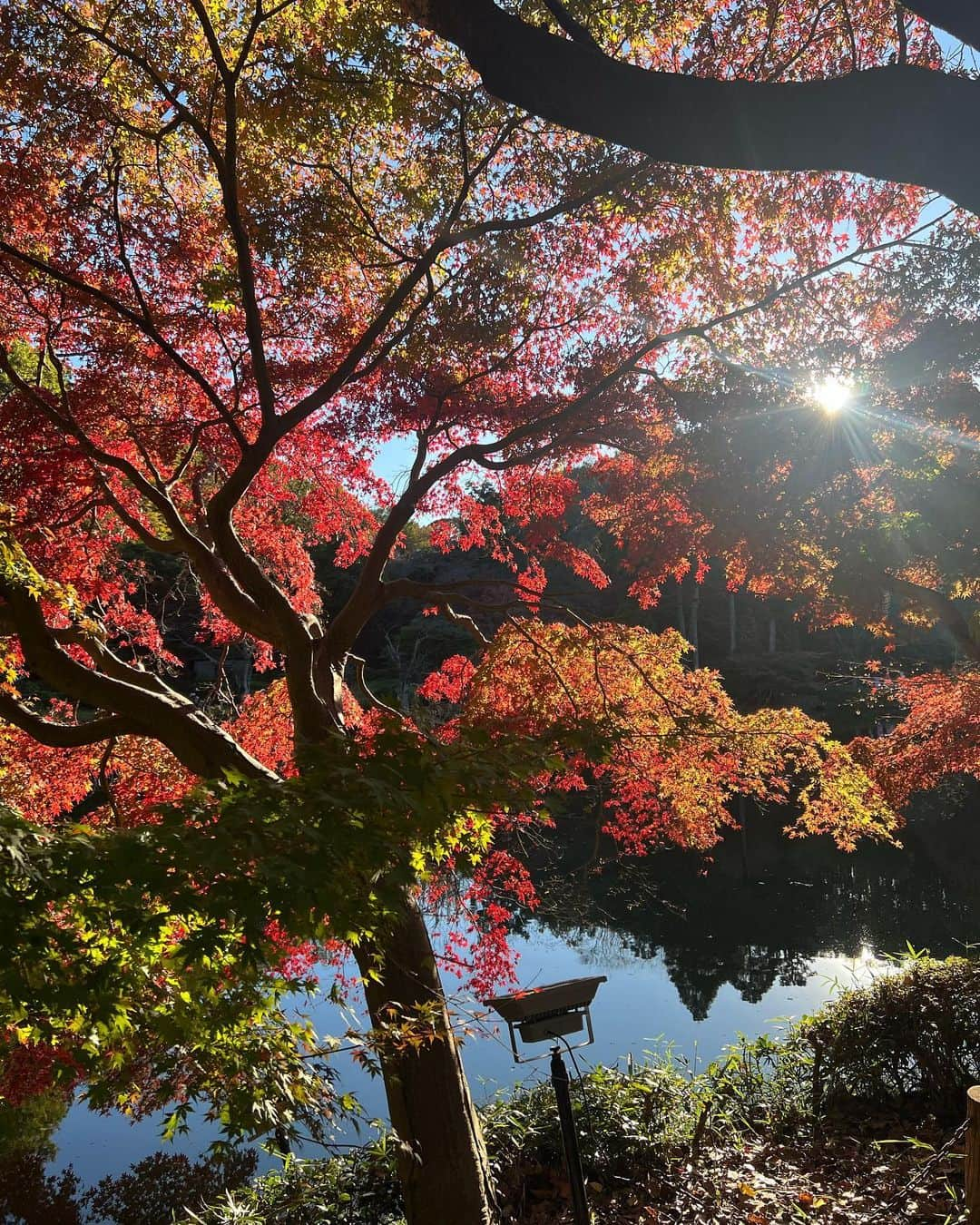 小越しほみさんのインスタグラム写真 - (小越しほみInstagram)「紅葉🍁  町田薬師池公園四季彩の杜に紅葉を見に行ってきたよ☺️  まだこれからもっと紅葉しそうな感じだったけど この赤と緑が混じり合う感じも風情があってよきでした🫶🏻  入口の方はカフェやライブラリーがあったり 広場にはキッチンカーや弾き語りもやってたり… 想像してたよりおしゃれな公園でびっくり✨笑  初めて町田に降り立ったけど駅も栄えてて ご飯とか買い物とか色々楽しめそうなとこだったよ🐈  公園の情報は"まちだで好きを続ける"っていう 町田市のプロモーションサイトで知ったんだけど 町田の情報とか良さが沢山書いてあっておすすめ👶🏻  皆も町田に行ったら #まちだで好きを続ける っていう ハッシュタグで一緒に町田盛り上げていきましょ🤍  @machida_cp   .  .  .  #PR #いいことふくらむまちだ #まちだで好きを続ける #町田観光 #町田 #町田市 #町田グルメ #町田ランチ #町田デート #japantravel #japantrip #町田薬師池公園四季彩の杜 #町田薬師池公園四季彩の杜西園 #紅葉 #紅葉スポット #紅葉狩り #紅葉デート #紅葉シーズン #国内旅行 #日本旅行 #お出かけスポット #お出かけ記録 #おでかけ #おでかけスポット #おでかけコーデ #お出かけコーデ #公園 #お散歩 #冬コーデ #冬服コーデ」11月28日 12時26分 - shihomi1129