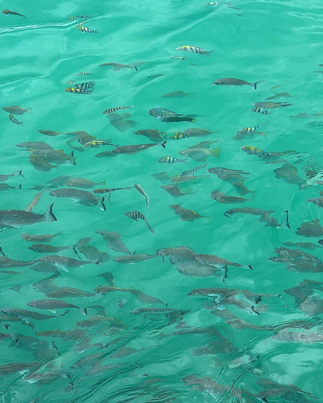 郭圈圈さんのインスタグラム写真 - (郭圈圈Instagram)「為了可愛的海豚🐬我搭了郵輪🚢事先跟醫生要了暈車藥（結果前幾天在床底下找到^_^沒錯⋯超傻眼根本沒帶去澳洲😂）幸好船很穩～還開的超級慢～完全沒有不舒服🤭 當天很可惜的是⋯天氣不太好還下雨☁️ - #摩頓島（也被稱為 #海豚島）#moretonisland  島上有不少活動可以玩 但也不少都不太適合孕婦🤰🏻例如：滑沙、越野車、浮潛🤿、獨木舟🛶、香蕉船🍌⋯ （而且當天還有點冷🥶）（後來下午下雨，各種活動也都暫停） - 我們的票是買當天來回 #布里斯本 船票+Marine Discovery Day Cruise (海洋探險之類的)+ 餵食海豚🐬，台幣4000多～（但如果沒看到海豚，費用不會退喔🫣畢竟海豚是野生的～沒辦法確定） - 一到的時候大約中午～天氣還可以，時間差不多搭上Marine Discovery的時間，就在海上看看魚～然後有看到一隻海龜～還有看到傳說中的沉船遺址～一個小時後回到島上就⋯開始下起了大雨☔️ - 下雨的小島，真的完全沒事幹⋯連躺在沙灘上都無法🙁只能吃東西跟休息⋯我們吃完午餐後，就在休息室喝茶&滑手機度過了至少2個小時⋯再⋯出來吃晚餐，等到18:30去海邊集合等海豚啦🐬🥰🥰 下篇分享💙💙💙 - ✨ #lea_outfit  草帽/兩人的墨鏡/洋裝/襯衫/拖鞋 all by @marule.official - #20231105 #25weekspregnant」11月28日 12時29分 - helloiamlea