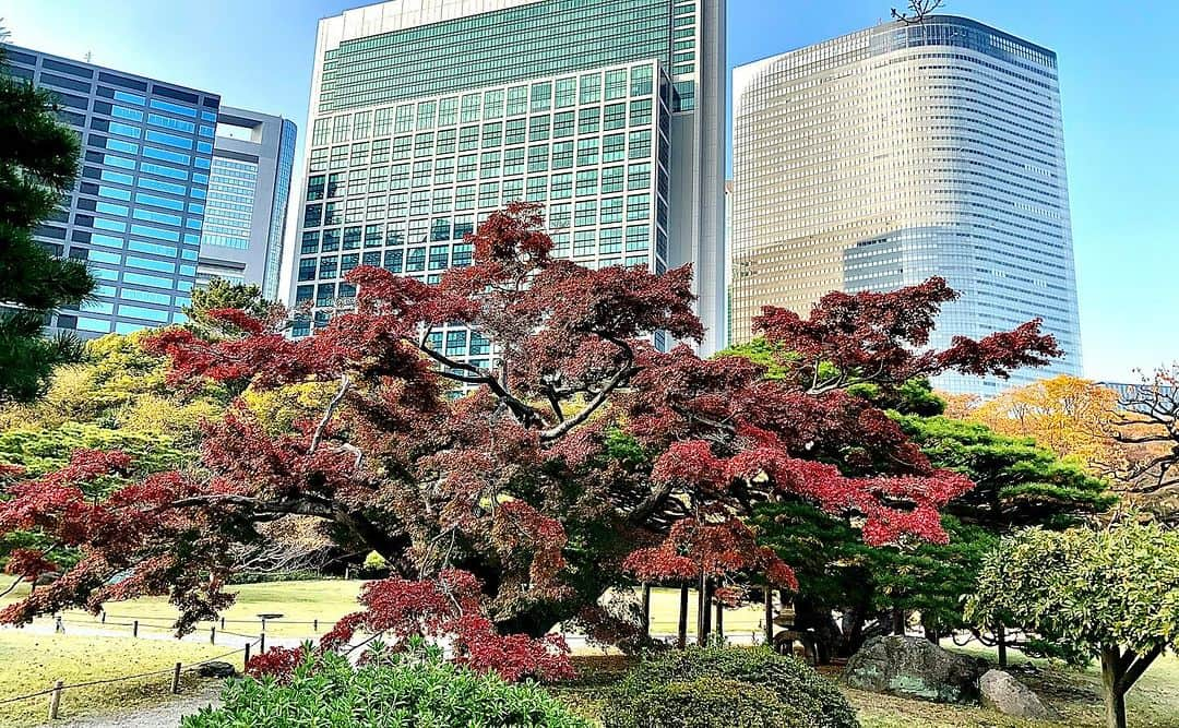 km観光タクシーのインスタグラム：「Hamarikyu Gardens  #tokyotour #tokyolife #tokyonow #tokyotrip #tokyotravel #tokyojapan #tokyotokyo #tokyosightseeing #tokyotourism #tokyophotography #tokyosnap #tokyocity #visittokyo #mytokyois #kmタクシー #東京観光 #観光タクシー」