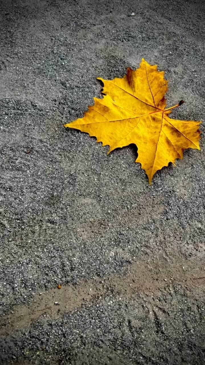 YURIのインスタグラム：「🍁🍂🥮 my fave season’s here (finally!)」