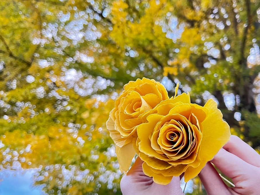 林田美学のインスタグラム：「. イチョウの落ち葉で薔薇を作ってみました💛 落ちてからも、楽しみ方色々ありますね✨  #イチョウ #落ち葉 #薔薇」