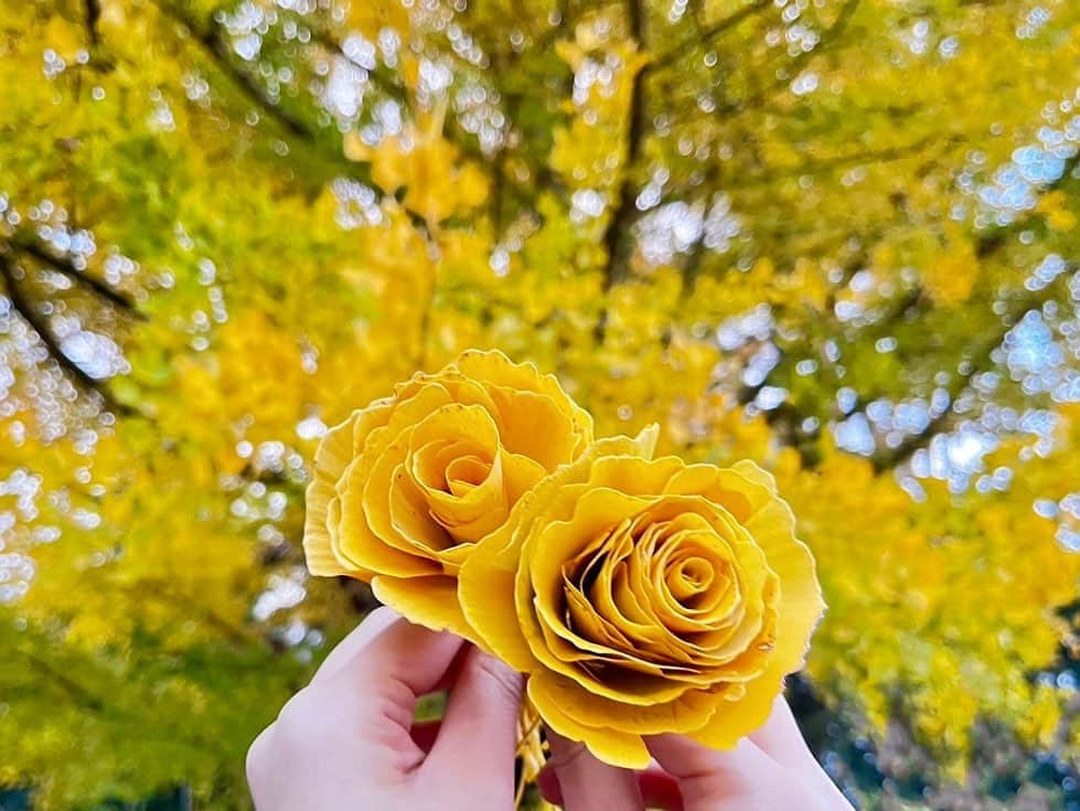 林田美学さんのインスタグラム写真 - (林田美学Instagram)「. イチョウの落ち葉で薔薇を作ってみました💛 落ちてからも、楽しみ方色々ありますね✨  #イチョウ #落ち葉 #薔薇」11月28日 14時06分 - minorihayashida