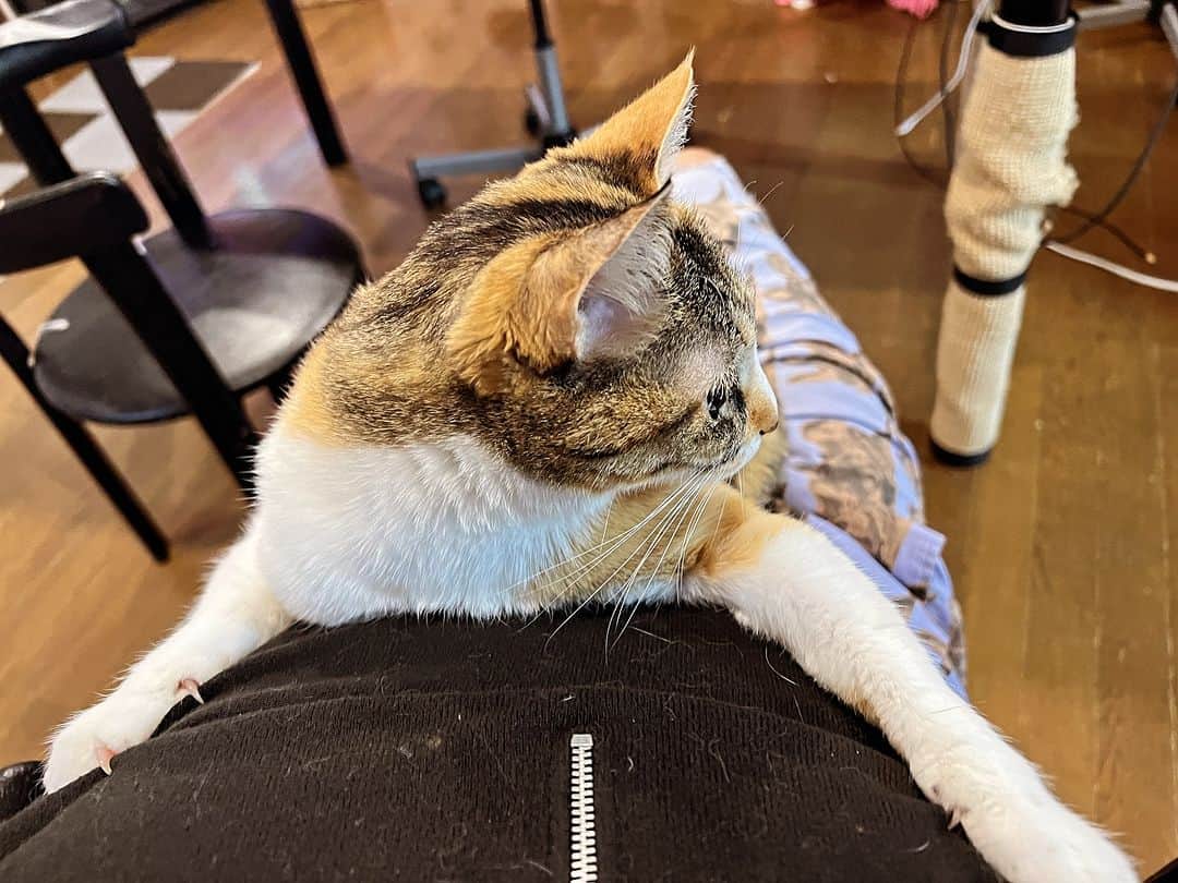 Kachimo Yoshimatsuのインスタグラム：「腹を抱きしめる。  #うちの猫ら #猫 #ねこ #ニャンスタグラム #にゃんすたぐらむ #castella #ねこのきもち #cat #ネコ #catstagram #ネコ部 http://kachimo.exblog.jp」
