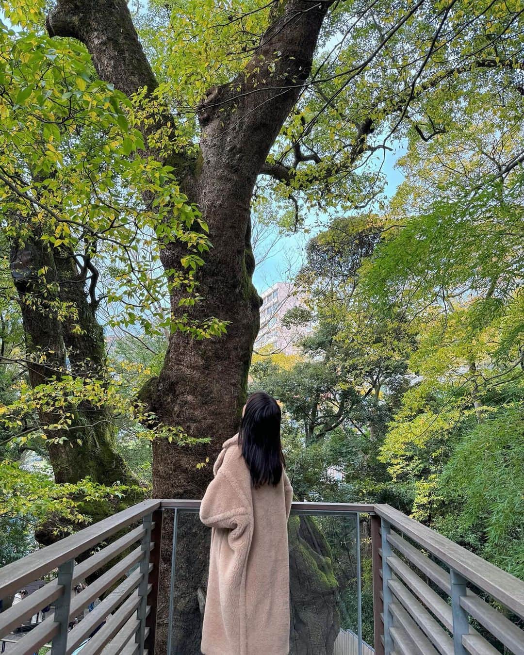 佐野真彩さんのインスタグラム写真 - (佐野真彩Instagram)「先週末は家族で熱海へ 来宮神社にいってきました⛩️ 樹齢2000年を越した楠木は圧巻でした。  他にも色々行ったので、投稿していきます☺️  バタバタしていて投稿できていませんでしたが、 今月も @accomplish_yu で髪質改善トリートメントをしてきたよ✨ 旅行中コテも持っていかなかったのだけど、 ドライヤーのみでサラサラでいられた🥰 @accomplish_salon  男性も多数通われています！ わたしのフォロワーさんは男性が多いので そこの美容室を探しているあなた、ぜひ✨  #来宮神社　#熱海旅行 #熱海観光　#japantrip #maxmara #alexandermcqueen #冬コート　#スニーカーコーデ　#家族旅行　#アコンプリッシュ代官山　#髪質改善トリートメント #代官山トリートメント　#accomplish #stunninglure #teddybear」11月28日 14時23分 - sano.maya