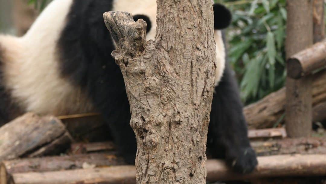 iPandaのインスタグラム：「Panda cannot find where the bamboo fell because giant panda suffers from myopia. (Ke Da) 🐼 🐼 🐼 #Panda #iPanda #Cute #HiPanda #ChengduPandaBase   For more panda information, please check out: https://en.ipanda.com」