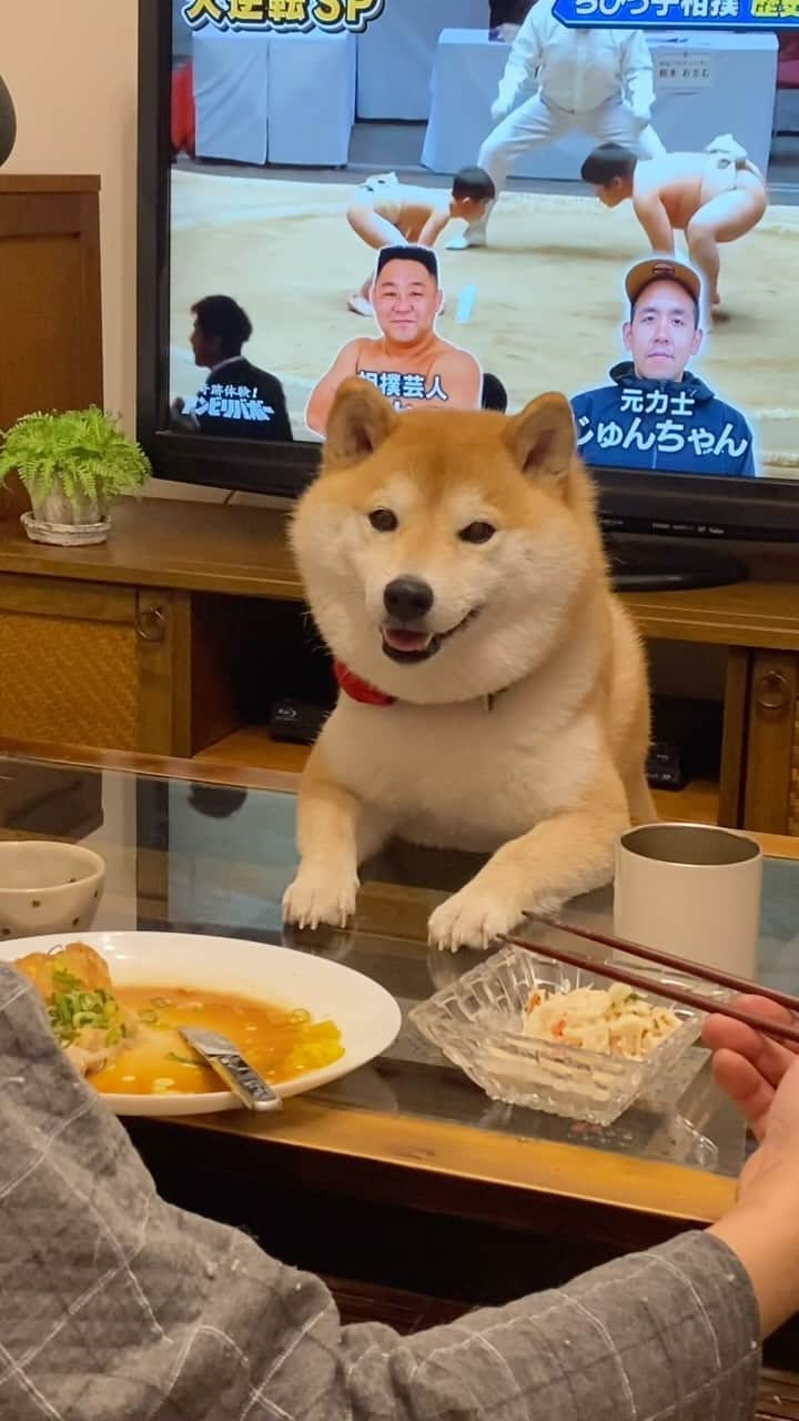 柴犬小雨のインスタグラム