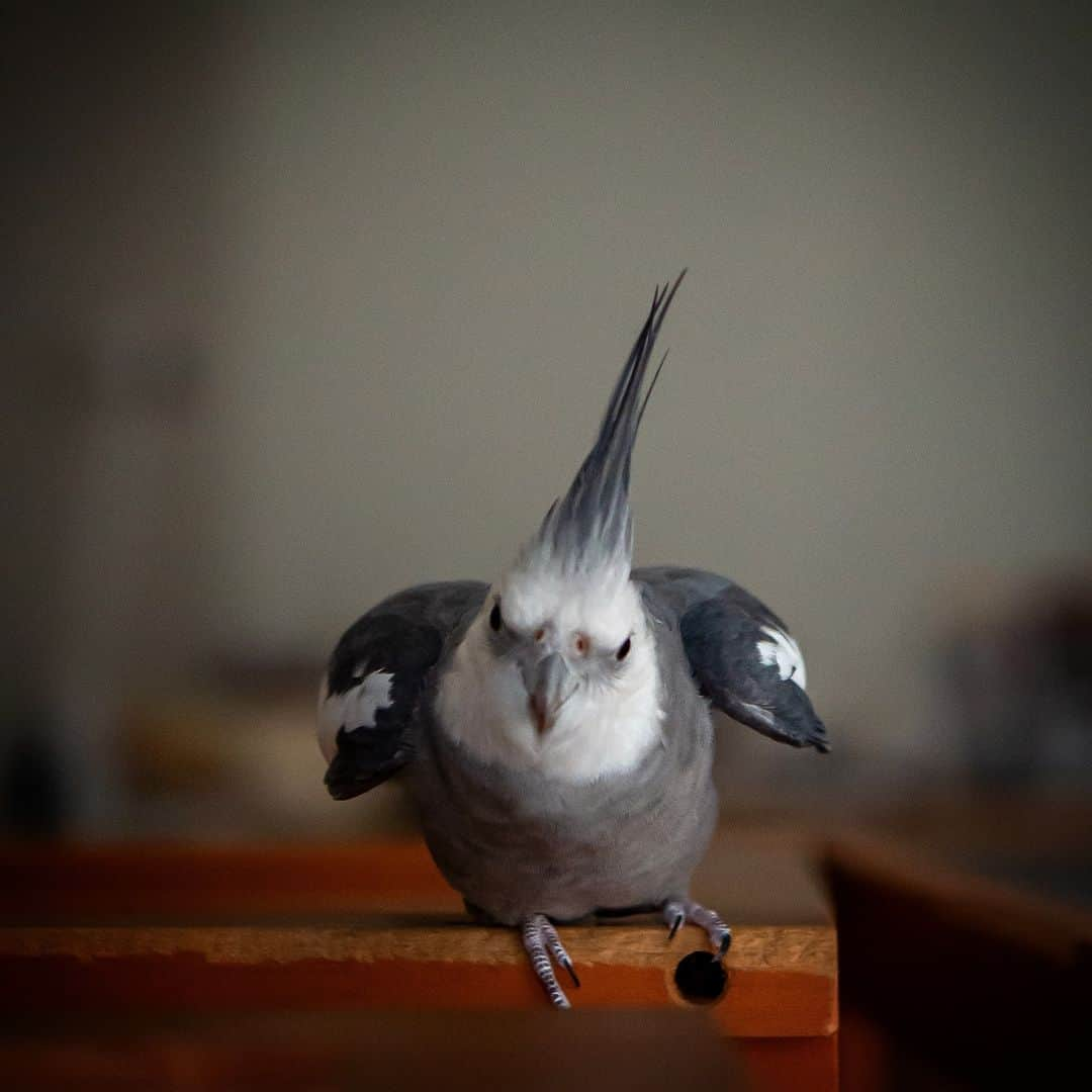 YURAPOi ゆらぽぃのインスタグラム：「Jump over the gap ! スキマを飛び越えるゆらセンパイ!  📸🐦✈️  おうちと、おうちのスキマのジャンプを繰り返すゆらセンパイの一瞬の羽ばたきをお楽しみください^_^💦  #YURAPOi #bird  #Cockatiel  #calopsita  #オカメインコ #インコ #ゆらぽぃ #WeeklyFluff #ゆらちゃん #ゆらセンパイ #yura #鳥 #小鳥  #インコ部 #インコスタグラム #ふわもこ部 #もふもふ #birdgram #birdstagram #birdlife #birdlove #birdlover #birdphotography #ジャンプ　#jumpover #jump」