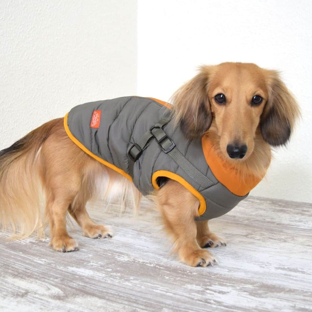 iDog&iCatさんのインスタグラム写真 - (iDog&iCatInstagram)「★再入荷★  「SHIELD COAT キルトダウンハーネス」  暖かなダウン風アウターとハーネスが一つになった防寒ハーネス。 しっかり撥水・防汚加工で雪の日や寒い季節にもピッタリ。  総裏フリースのあったかダウンとハーネスが一つになったアイテムです。 カラーリングがオシャレなダウンハーネスは、軽さと柔らかさにこだわりました。  商品番号/16131- 商品名/SHIELD COAT キルトダウンハーネス 3,685円(税込)  #IDOGICAT #犬の服IDOG #ICAT #IDOG #ハーネス #お散歩 #犬用ハーネス #犬 #猫 #新作 #新発売 #dog #cat #わんすたぐらむ #うちの子優勝 #新商品 #犬の服」11月28日 14時42分 - idogicat