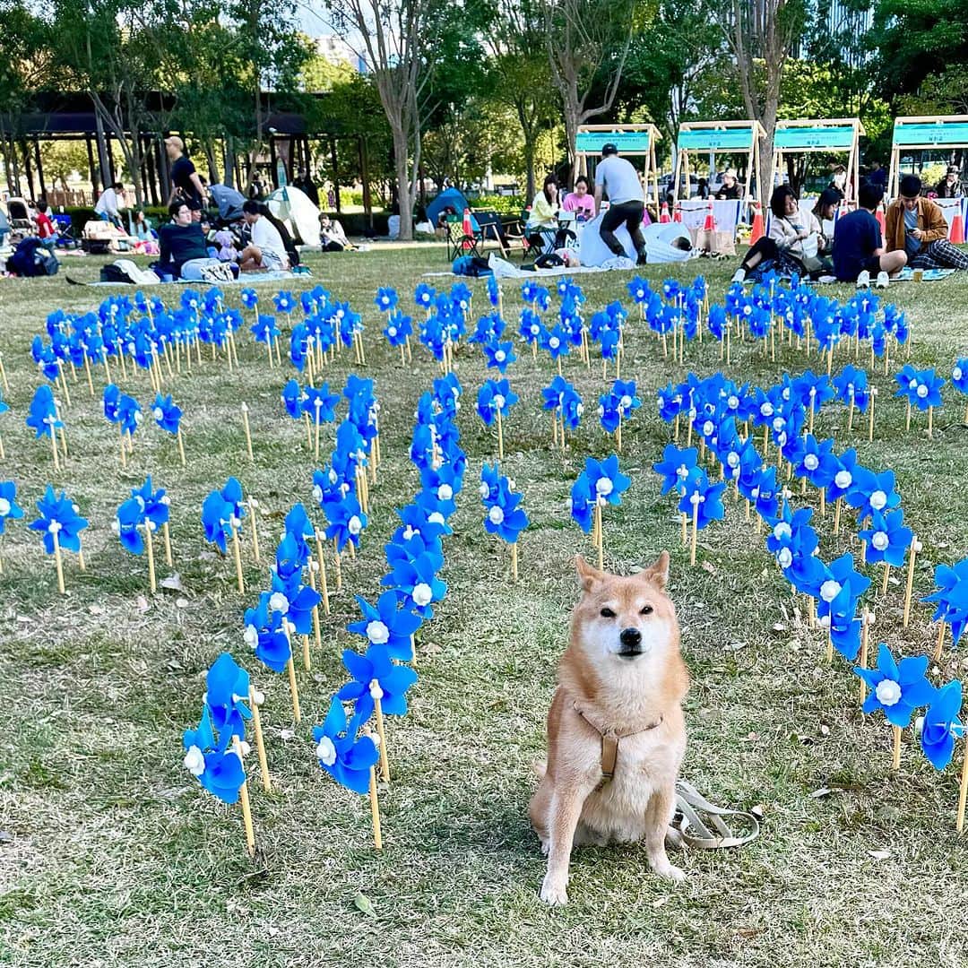Coffeeのインスタグラム：「水圳公園的party」