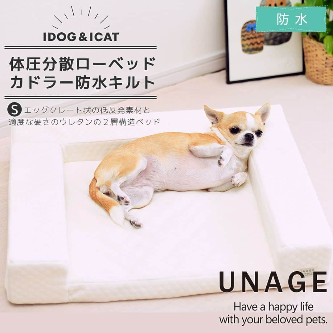 iDog&iCatさんのインスタグラム写真 - (iDog&iCatInstagram)「シニアペットのことを考えて作られた介護ベッド unage【アンエイジ】シリーズ  低反発素材と高密度ウレタンの2層構造で体圧分散を図り、足が沈みすぎずに寝がえりは楽に行えるように工夫した介護用ベッドです。  低く設定した高さで、ベッドへの昇り降りも負担が少ないです。 長い時間をベッドで過ごすシニア期のパートナーが少しでも快適に過ごせるようにと開発したウェルネスベッドです。  ベッドで過ごす時間が多くなるシニア期を迎えたペットには、負担が少なく過ごしやすいベッドでサポートしてあげてください🍀  https://www.idog.jp/c/idog-dog-house/idog-dog-senior-bed  #iDog #iDogiCat #iCat #シニア犬 #シニア猫 #ペットベッド #シニアベッド」11月28日 15時41分 - idogicat