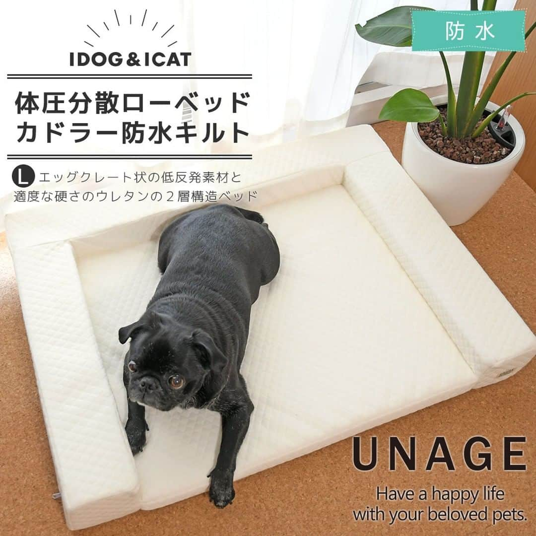 iDog&iCatさんのインスタグラム写真 - (iDog&iCatInstagram)「シニアペットのことを考えて作られた介護ベッド unage【アンエイジ】シリーズ  低反発素材と高密度ウレタンの2層構造で体圧分散を図り、足が沈みすぎずに寝がえりは楽に行えるように工夫した介護用ベッドです。  低く設定した高さで、ベッドへの昇り降りも負担が少ないです。 長い時間をベッドで過ごすシニア期のパートナーが少しでも快適に過ごせるようにと開発したウェルネスベッドです。  ベッドで過ごす時間が多くなるシニア期を迎えたペットには、負担が少なく過ごしやすいベッドでサポートしてあげてください🍀  https://www.idog.jp/c/idog-dog-house/idog-dog-senior-bed  #iDog #iDogiCat #iCat #シニア犬 #シニア猫 #ペットベッド #シニアベッド」11月28日 15時41分 - idogicat