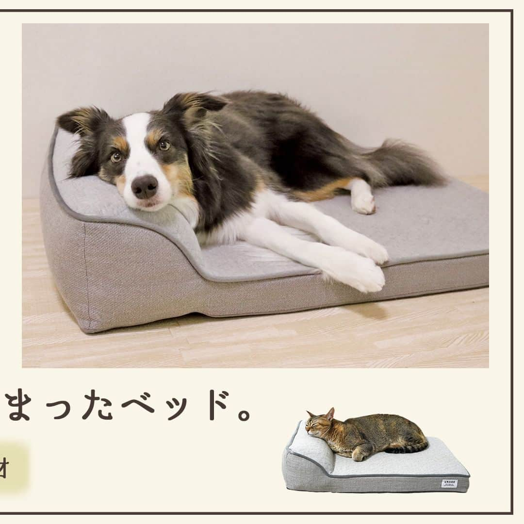 iDog&iCatのインスタグラム