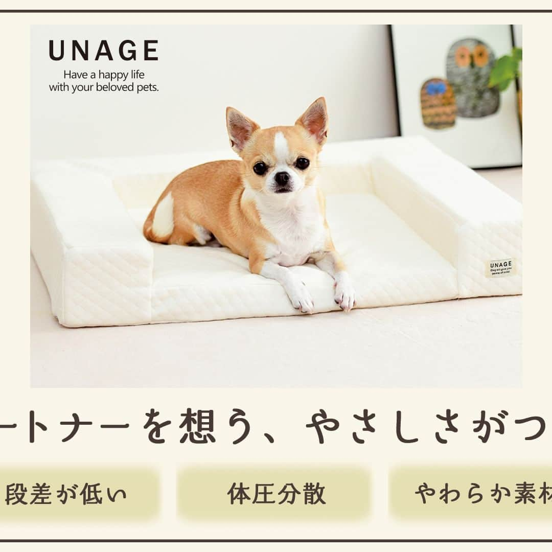 iDog&iCatのインスタグラム