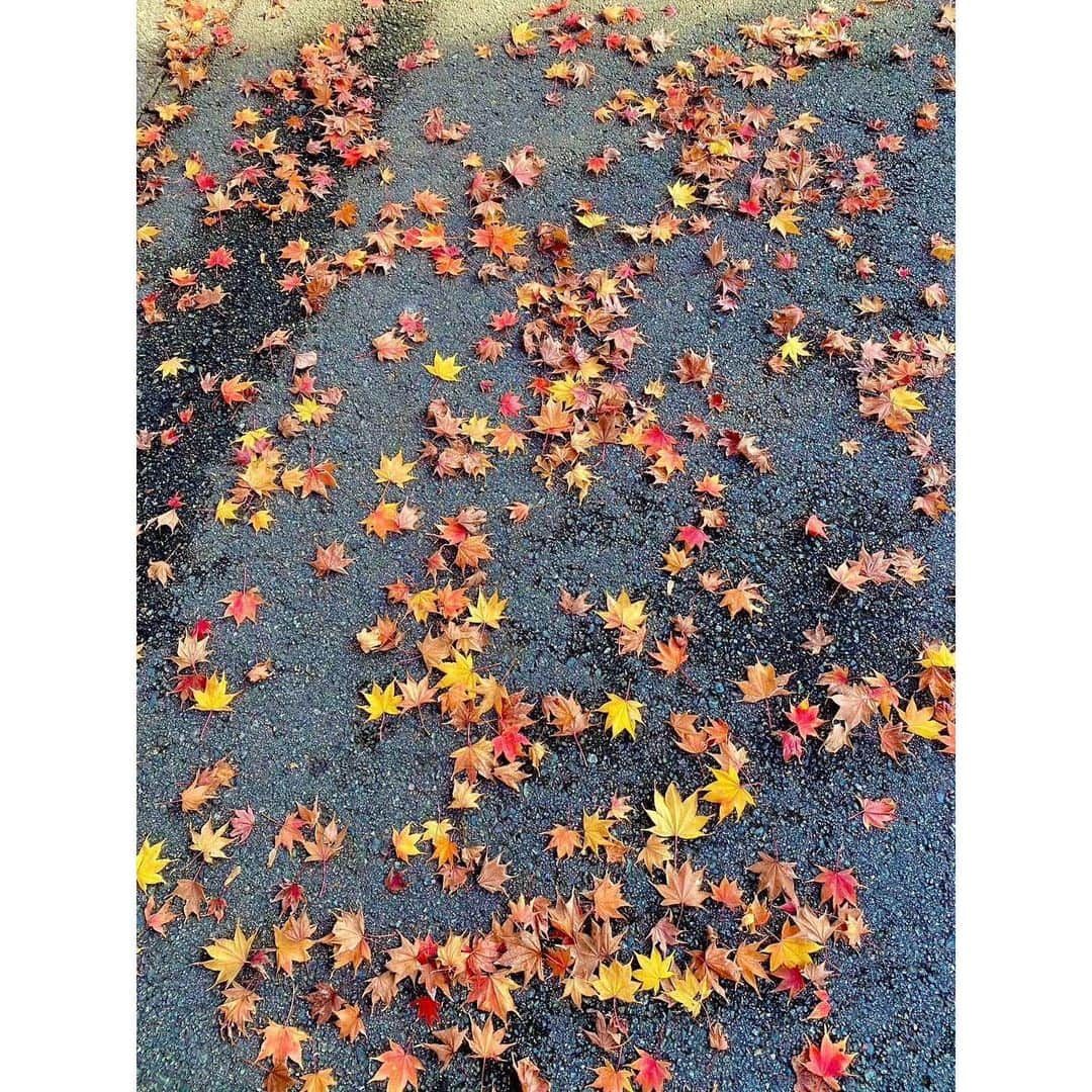 伴都美子さんのインスタグラム写真 - (伴都美子Instagram)「✔️ ⁡ 秋ですね。　 公園の木々も紅葉を迎えとても清々しい季節。 ⁡ というわけで、 スガッシュさんとウォーキング。 ポジティブな話題であっという間の1時間半。 ⁡ 今日は公園の主にも会えました🐈‍⬛ ⁡  心身健やか､軽やかに。  ⁡ ⁡ #DoAsInfinity #伴都美子  #スガッシュ さん#ウォーキング  #2023秋 #紅葉 #🍁 #autumncolors」11月28日 15時44分 - van._doasinfinity