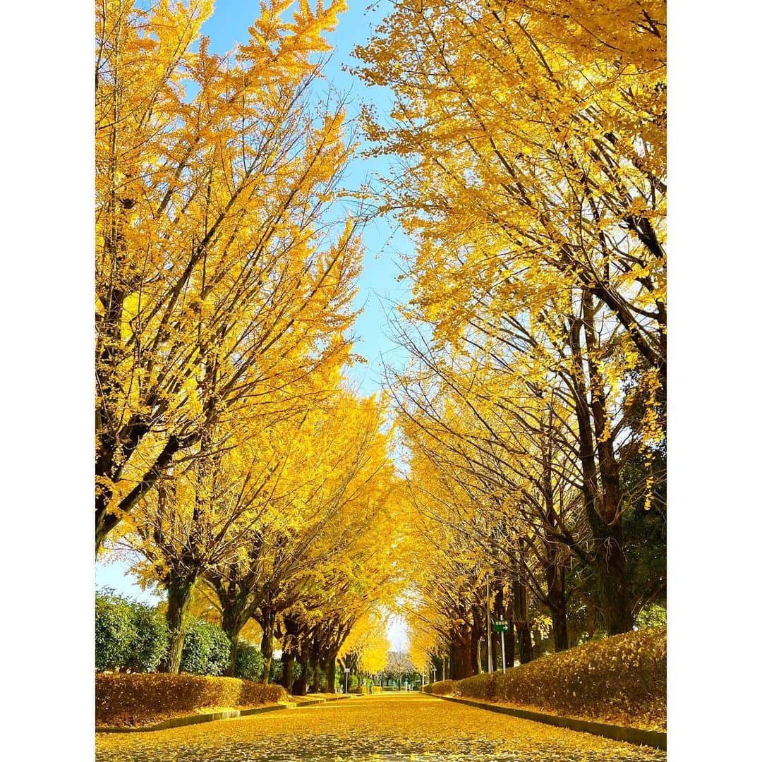 伴都美子さんのインスタグラム写真 - (伴都美子Instagram)「✔️ ⁡ 秋ですね。　 公園の木々も紅葉を迎えとても清々しい季節。 ⁡ というわけで、 スガッシュさんとウォーキング。 ポジティブな話題であっという間の1時間半。 ⁡ 今日は公園の主にも会えました🐈‍⬛ ⁡  心身健やか､軽やかに。  ⁡ ⁡ #DoAsInfinity #伴都美子  #スガッシュ さん#ウォーキング  #2023秋 #紅葉 #🍁 #autumncolors」11月28日 15時44分 - van._doasinfinity
