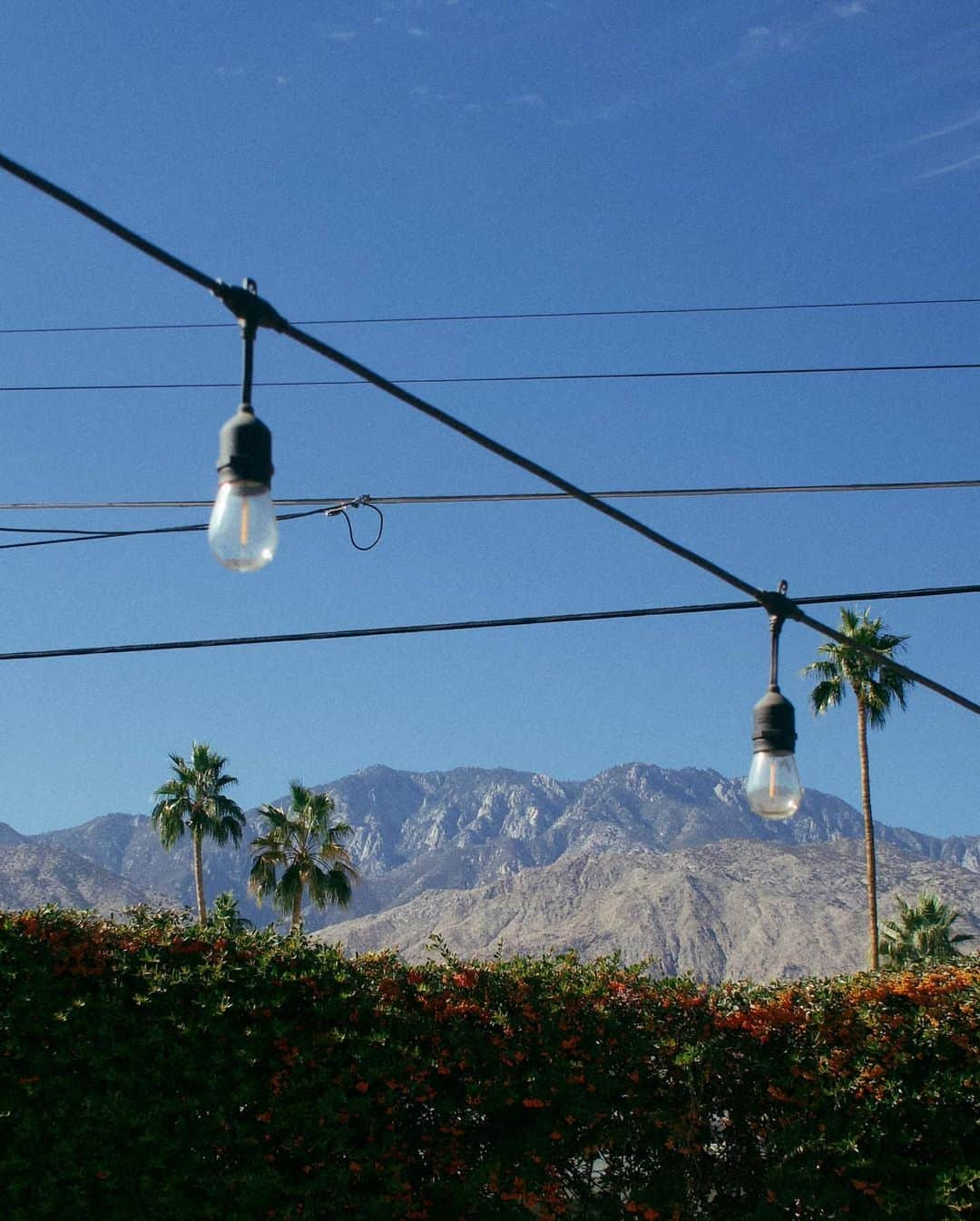 ジュリー・サリニャーナさんのインスタグラム写真 - (ジュリー・サリニャーナInstagram)「Palm trees galore. 🌴」11月28日 16時30分 - sincerelyjules