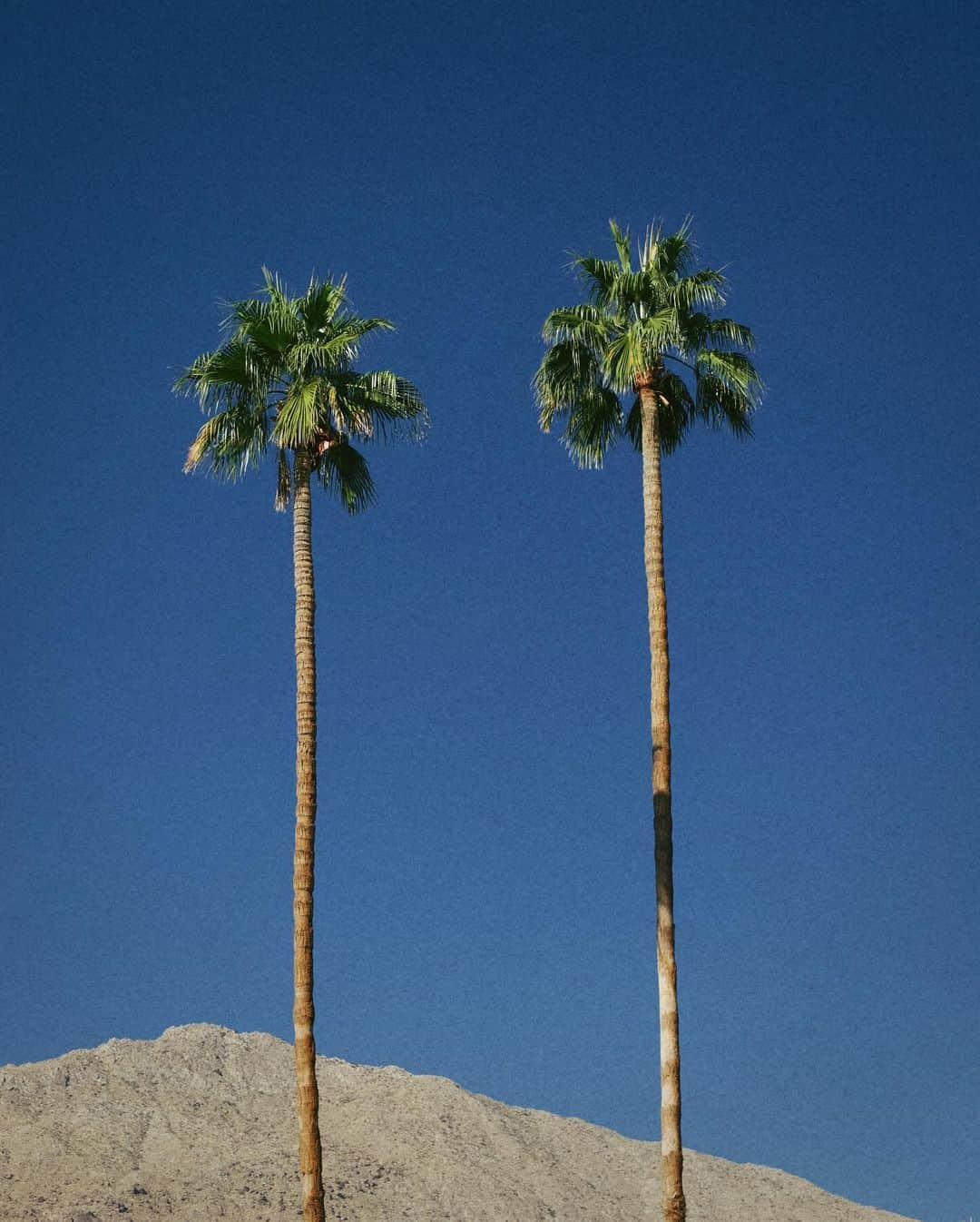 ジュリー・サリニャーナさんのインスタグラム写真 - (ジュリー・サリニャーナInstagram)「Palm trees galore. 🌴」11月28日 16時30分 - sincerelyjules