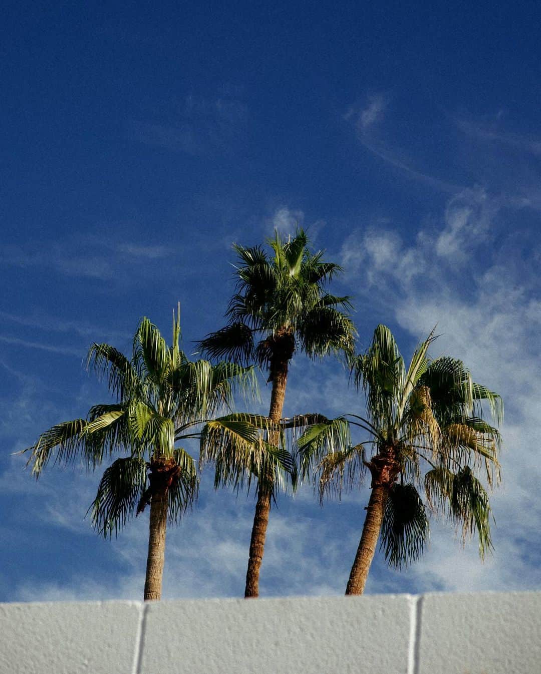 ジュリー・サリニャーナさんのインスタグラム写真 - (ジュリー・サリニャーナInstagram)「Palm trees galore. 🌴」11月28日 16時30分 - sincerelyjules