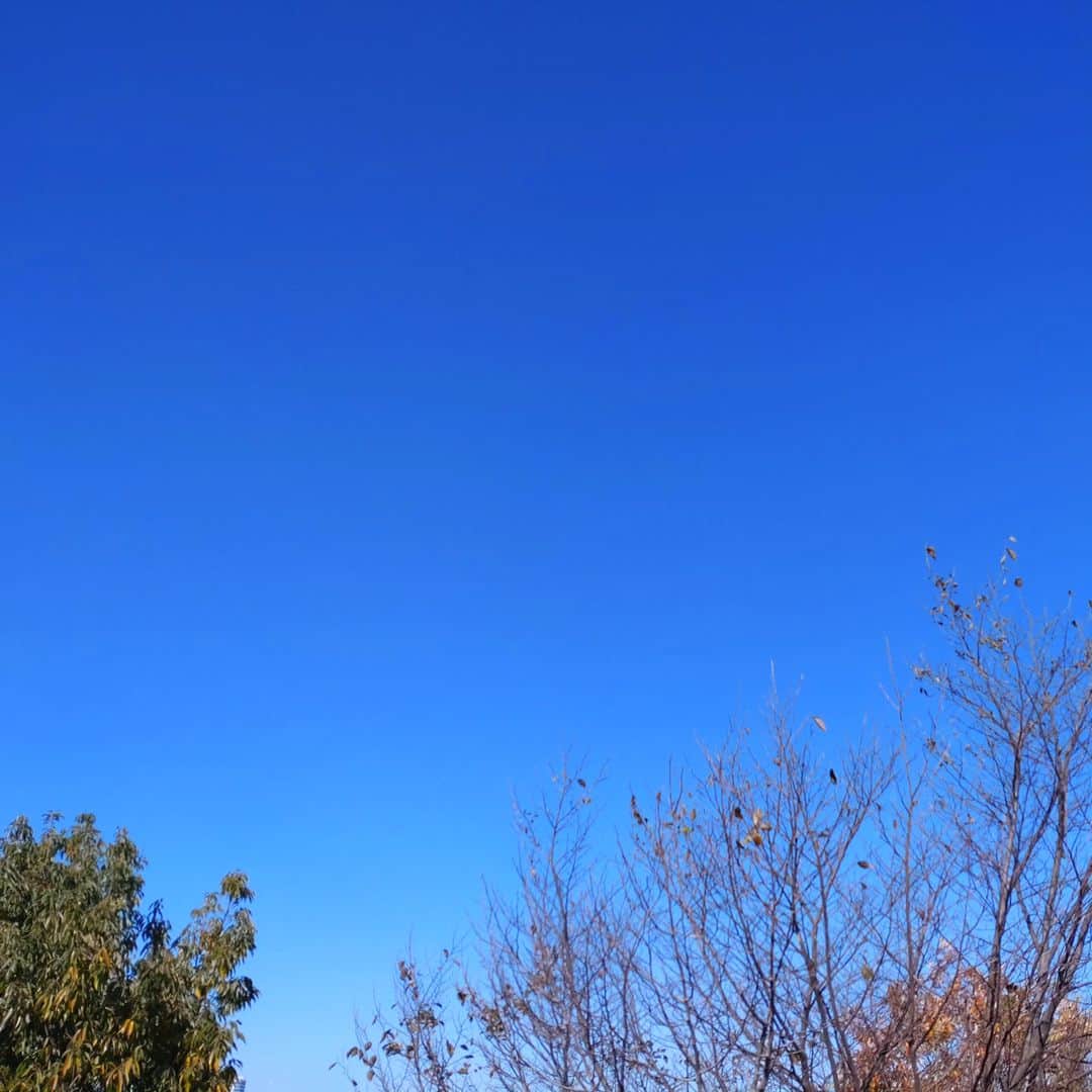 くぼてんきのインスタグラム：「お散歩日和  #青空 #東京都心22.5℃ #季節外れの暖かさ #このあと気温いっきに下がる」