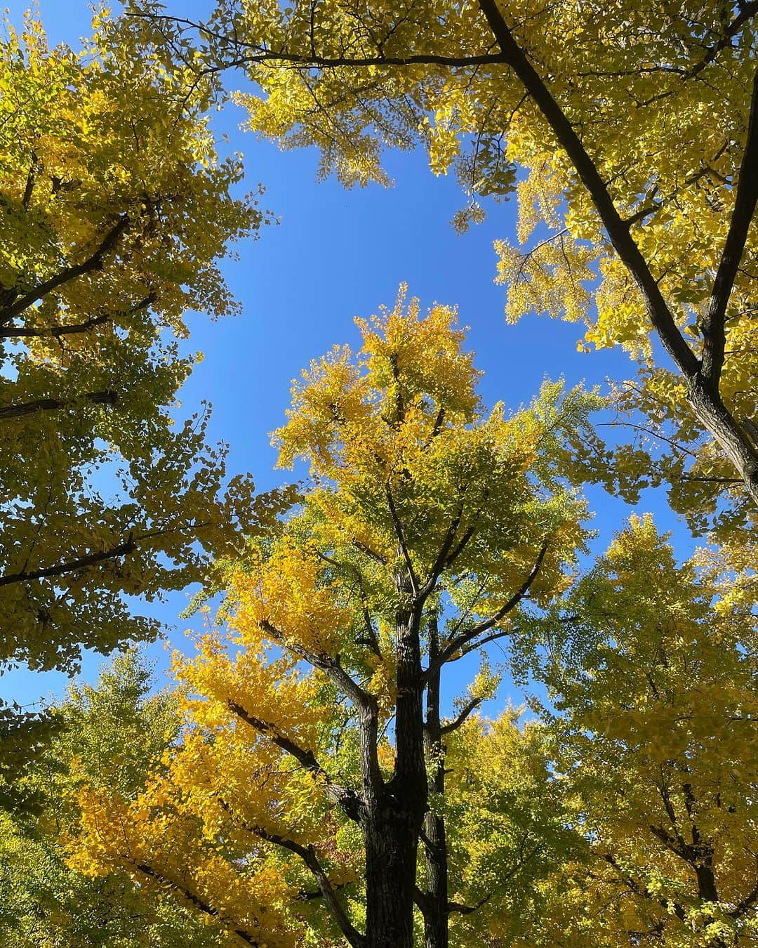 田中マヤさんのインスタグラム写真 - (田中マヤInstagram)「大好きな東京タワー。 青空、紅葉、今日はあったかくて最高に幸せ✨ お疲れ様✨今日もありがとう😌と感謝✨ （東京タワーの写真は御成門駅A6出口出てすぐのベンチの所）  散歩しながら帰りました！ ニューバランス🫢どこまでも歩けそうなくらい✨ カバンもリュックにもして✨  寄り道して、MCTオイルとコールドプレスジュースを。  cap/ @47japan  tops/ @annual_nz  pants/ @uncrave_official  bag/ @beyondthevines  sneakers/ @newbalance  @atmos_japan   #ootd #fashion #패션 #コーデ #コーディネート #マヤコーデネート #私服 #マヤ服 #低身長コーデ #低身長 #小柄コーデ #東京タワー #sneakers #スニーカー」11月28日 16時06分 - tanakamaya__official