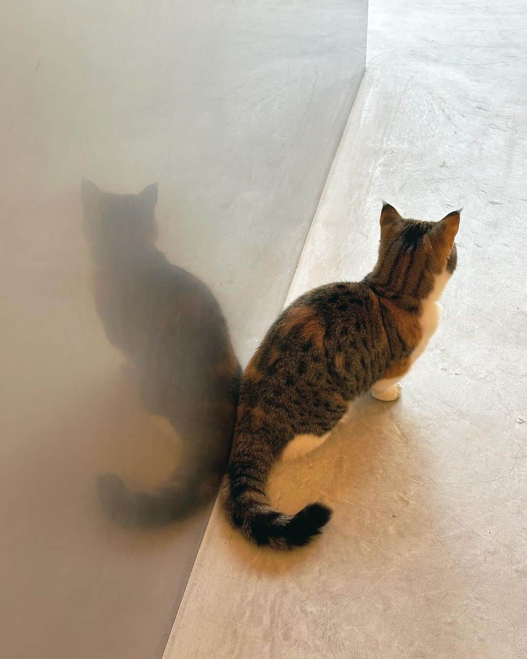 fumikaのインスタグラム：「⁡ あなたはあなたらしく わたしはわたしらしくMy Life🐈♪ ⁡ by わさび ⁡  #cat #猫 #マンチカン #わさび」