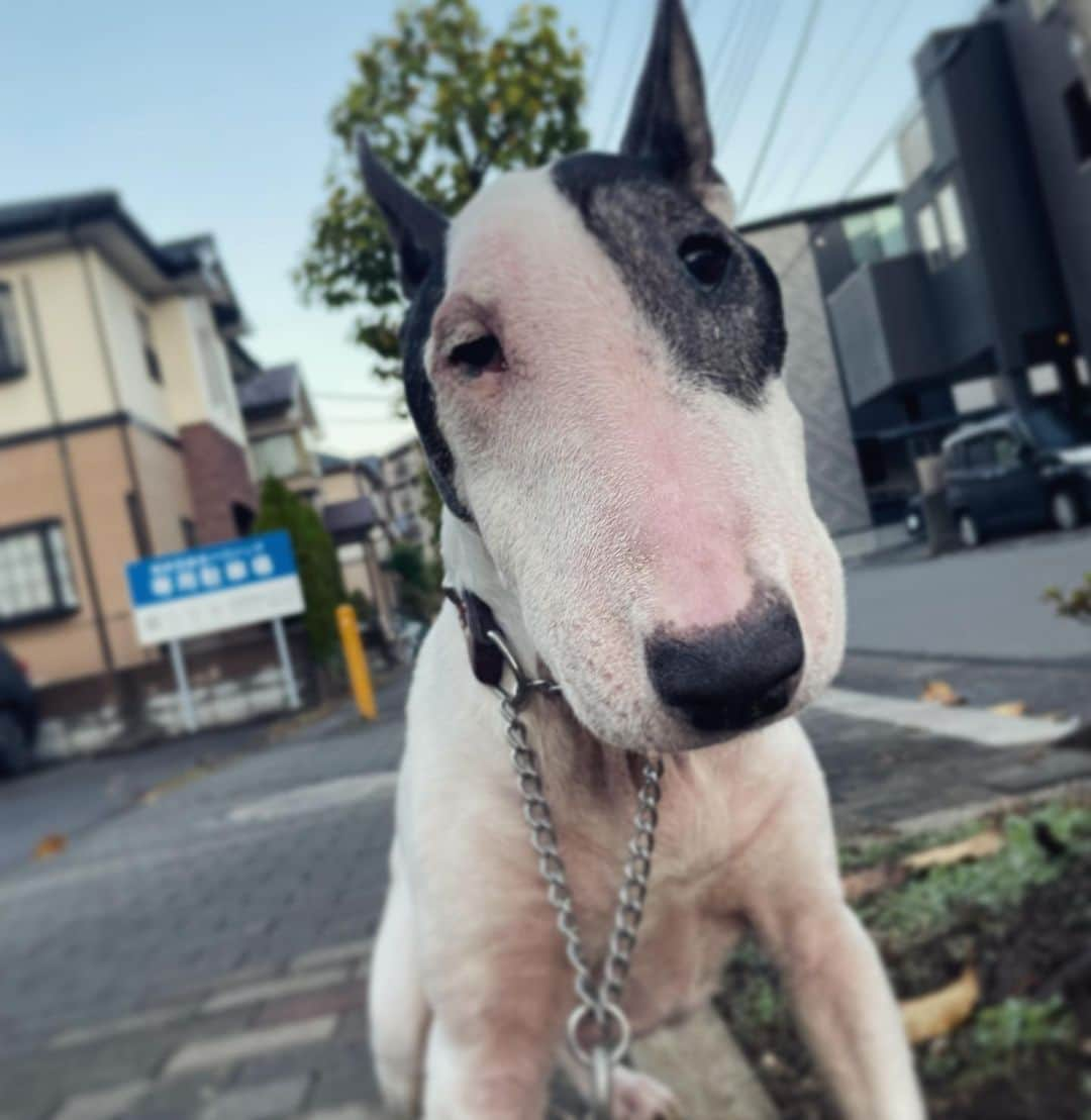 Q太郎のインスタグラム：「#minituru#bull#terrier#minibullterrier#miniturubullterrier#dog#dogstagram#cute#qtaro#love#family#ミニチュア#ブルテリア#ミニチュアブルテリア#Q太郎」