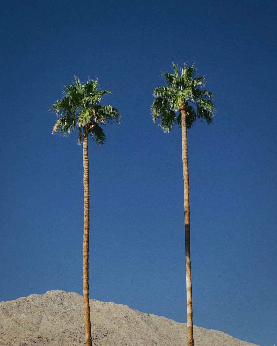 ジュリー・サリニャーナのインスタグラム：「Palm trees galore. 🌴」