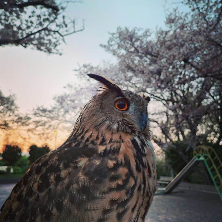 アイペット ペットスナップキャンペーンさんのインスタグラム写真 - (アイペット ペットスナップキャンペーンInstagram)「「うちの子フォトコンテスト2023」の入賞作品をご紹介✨ フォトジェニックな写真がたくさん😉⭐ 📅カレンダーモデル賞5月から 犬のぽあろ ちゃん 猫のこちか ちゃん 📅エキゾチックアニマルのカレンダーモデル賞4月から 鳥の琥珀 ちゃん 鳥の幸舞 ちゃん  #うちの子フォトコンテスト2023　#アイペット　#ipet #ふわもこ部　 #わんすたぐらむ　 #にゃんすたぐらむ #エキゾチックアニマル」11月28日 17時00分 - ipet__ins