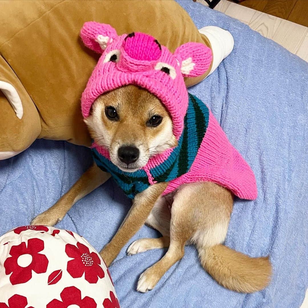 柴犬小春のインスタグラム：「寒くなってきましたねー。 柴犬小夏です。」