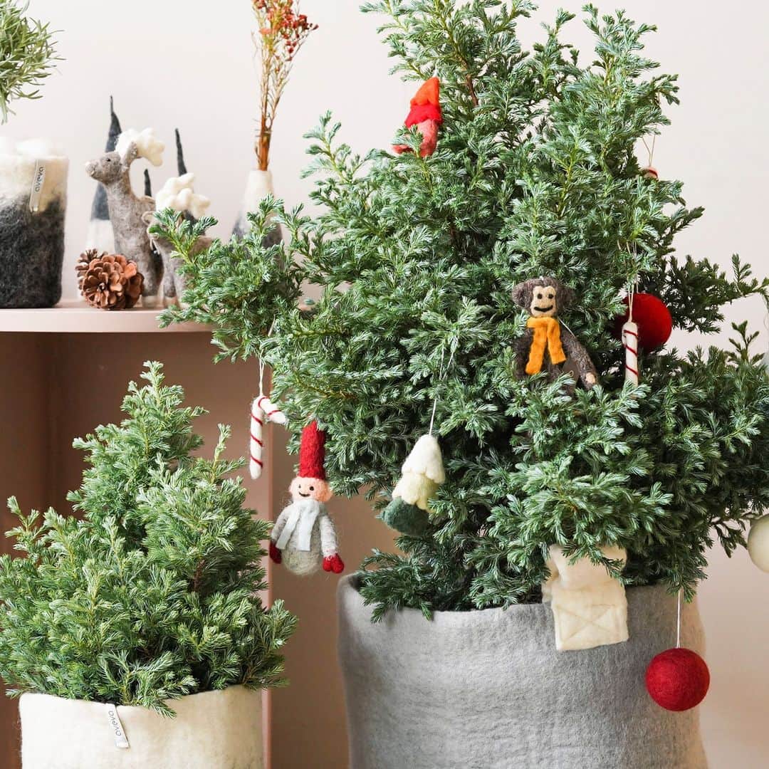 青山フラワーマーケットのインスタグラム：「オンラインショップ @aoyamaflowermarket_onlinegreen   クリスマス気分を盛り上げるスモールスペースにぴったりのミニツリー。  銀色を帯びた葉色が美しいサワラ・ブルーバードは、クリスマスツリーとしてもお楽しみいただけます。  北欧スウェーデンのブランド「aveva(アベバ)」のプランターカバーでコーディネートして、ふわふわとした柔らかい肌触りのオーナメントを飾って、心弾む一鉢に仕上げています。  青山フラワーマーケットの観葉植物 @aoyamaflowermarket_onlinegreen   プロフィールのリンクをご覧ください。  #観葉植物 #グリーン #グリーンのある暮らし #観葉植物のある暮らし #インテリア #花のある暮らし #花のある日常 #花を楽しむ #青山フラワーマーケット #aoyamaflowermarket #青山フラワーマーケットの観葉植物 #鉢 #鉢植え #プランター #ミニツリー #aveva #オーナメント #クリスマスツリー #サワラブルーバード」