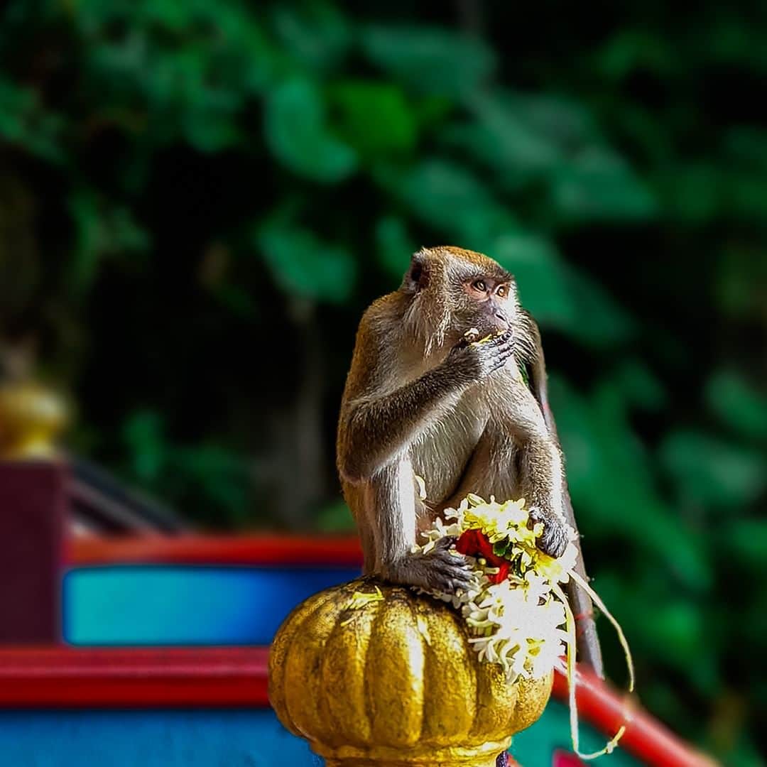 Sony Mobileさんのインスタグラム写真 - (Sony MobileInstagram)「Thank you for sharing your image @rainshadowarea_. We love how you've captured this playful moment! 🐒  Inspired by the simple creative techniques of creators, share your photo or movie with the hashtag #WowXperia. ​  For your image to be eligible for reposting, you must ensure the following:​  ✓You tag #WowXperia, the name of your country or region (e.g. #Malaysia), and the name of your Xperia device (e.g. #XperiaPROI)​ ✓You capture with an Xperia device​ ✓You follow @SonyXperia on Instagram​ ✓You read and accept our Terms & Conditions​  If we choose to feature your photo or movie, we will contact you first via Instagram Direct.​  #Sony #Xperia #SonyXperia #Xperia5IV ​#MobilePhotography #SonyCamera ​#TakenWithXperia #CameraTricks」11月28日 17時30分 - sonyxperia