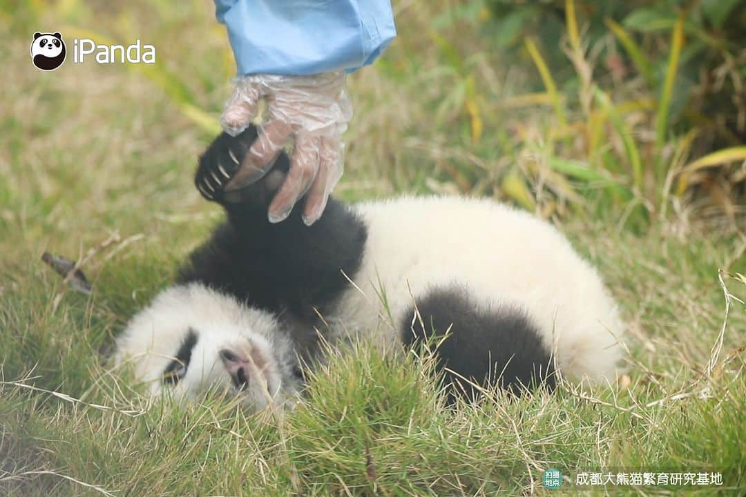 iPandaさんのインスタグラム写真 - (iPandaInstagram)「Nanny knows panda very well, she can find exactly where the baby panda is hiding. 🐼 🐼 🐼 #Panda #iPanda #Cute #PandaPic #HowGiantPandasGrowUp #BestJobInTheWorld  For more panda information, please check out: https://en.ipanda.com」11月28日 17時30分 - ipandachannel