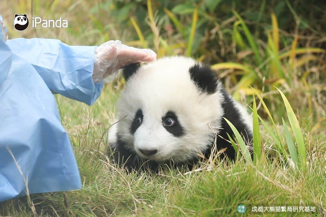 iPandaさんのインスタグラム写真 - (iPandaInstagram)「Nanny knows panda very well, she can find exactly where the baby panda is hiding. 🐼 🐼 🐼 #Panda #iPanda #Cute #PandaPic #HowGiantPandasGrowUp #BestJobInTheWorld  For more panda information, please check out: https://en.ipanda.com」11月28日 17時30分 - ipandachannel