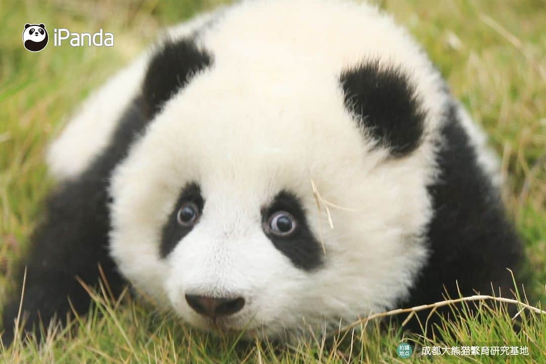 iPandaさんのインスタグラム写真 - (iPandaInstagram)「Nanny knows panda very well, she can find exactly where the baby panda is hiding. 🐼 🐼 🐼 #Panda #iPanda #Cute #PandaPic #HowGiantPandasGrowUp #BestJobInTheWorld  For more panda information, please check out: https://en.ipanda.com」11月28日 17時30分 - ipandachannel