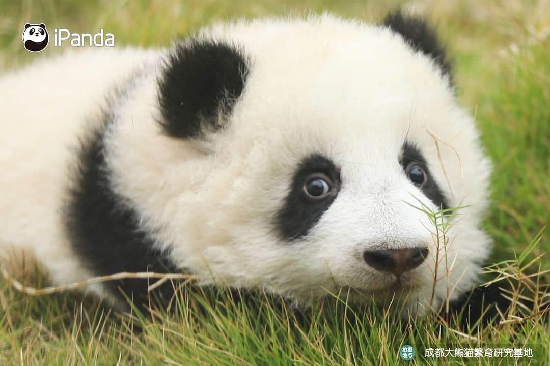 iPandaさんのインスタグラム写真 - (iPandaInstagram)「Nanny knows panda very well, she can find exactly where the baby panda is hiding. 🐼 🐼 🐼 #Panda #iPanda #Cute #PandaPic #HowGiantPandasGrowUp #BestJobInTheWorld  For more panda information, please check out: https://en.ipanda.com」11月28日 17時30分 - ipandachannel